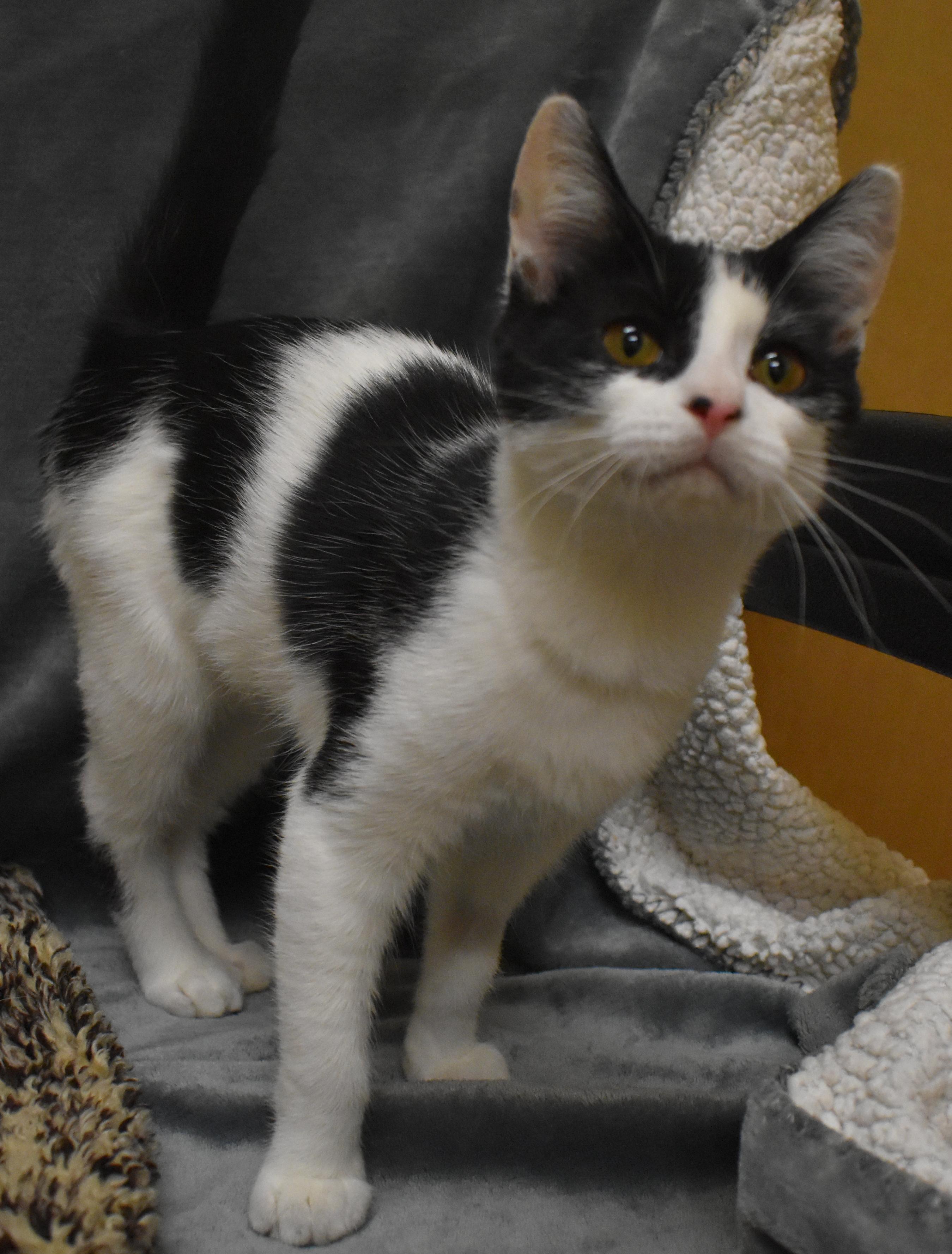 Twilight Sparkle, an adoptable Domestic Short Hair in Pasco, WA, 99301 | Photo Image 4