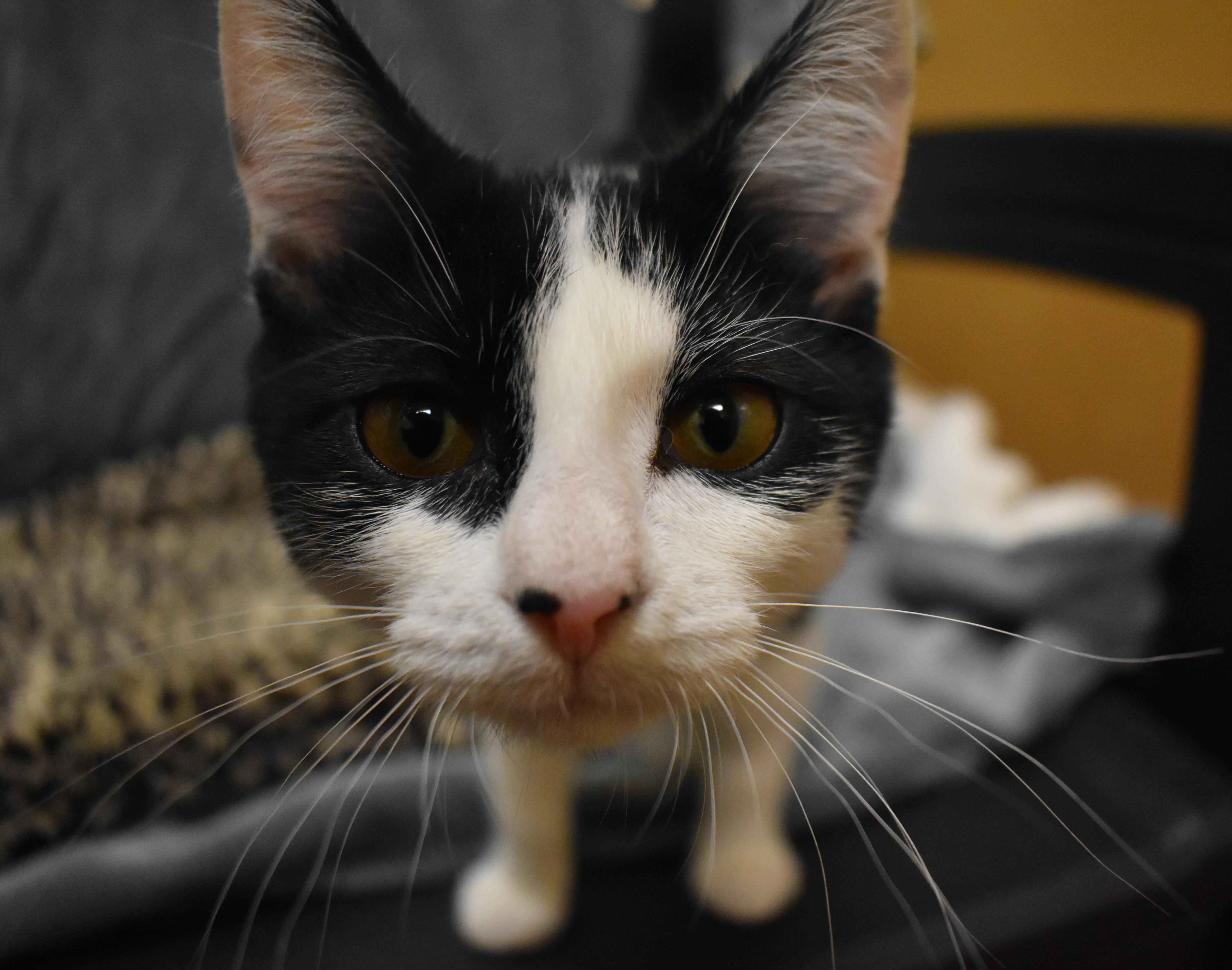 Twilight Sparkle, an adoptable Domestic Short Hair in Pasco, WA, 99301 | Photo Image 2