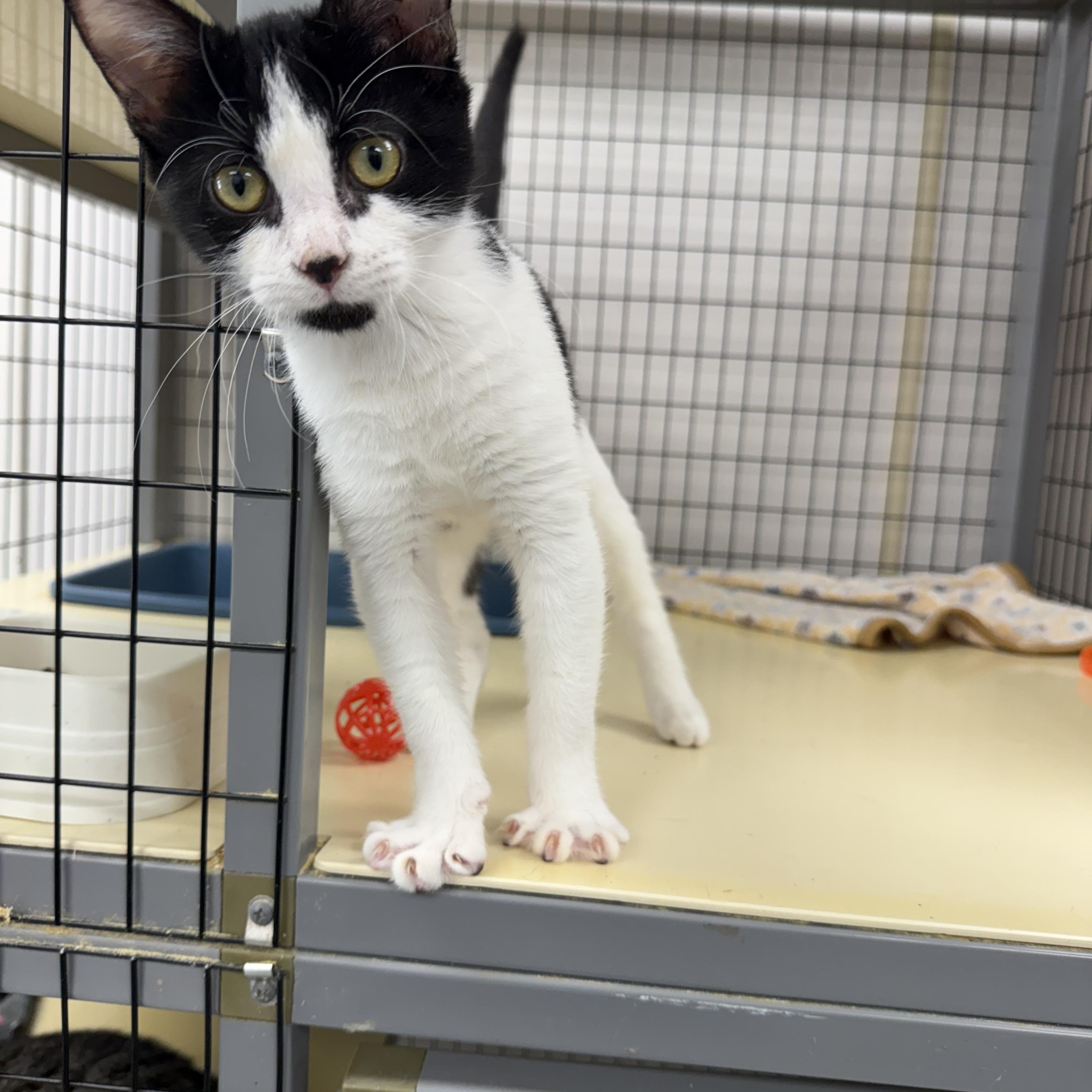 Enlarge Stripes, a Adoptable Domestic Short Hair in Senatobia, MS image 1/1