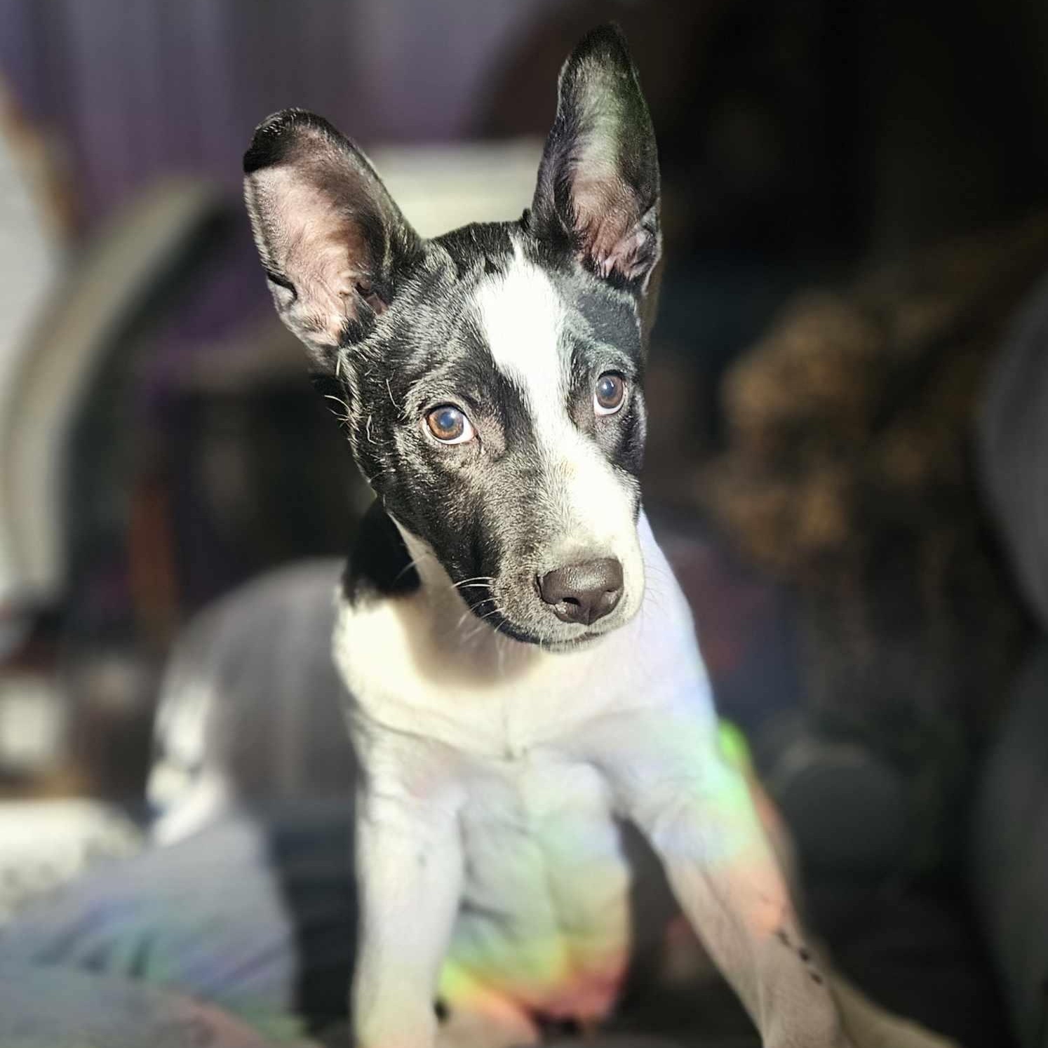 Tiny Tim, Adoptable, Young Male Cattle Dog.