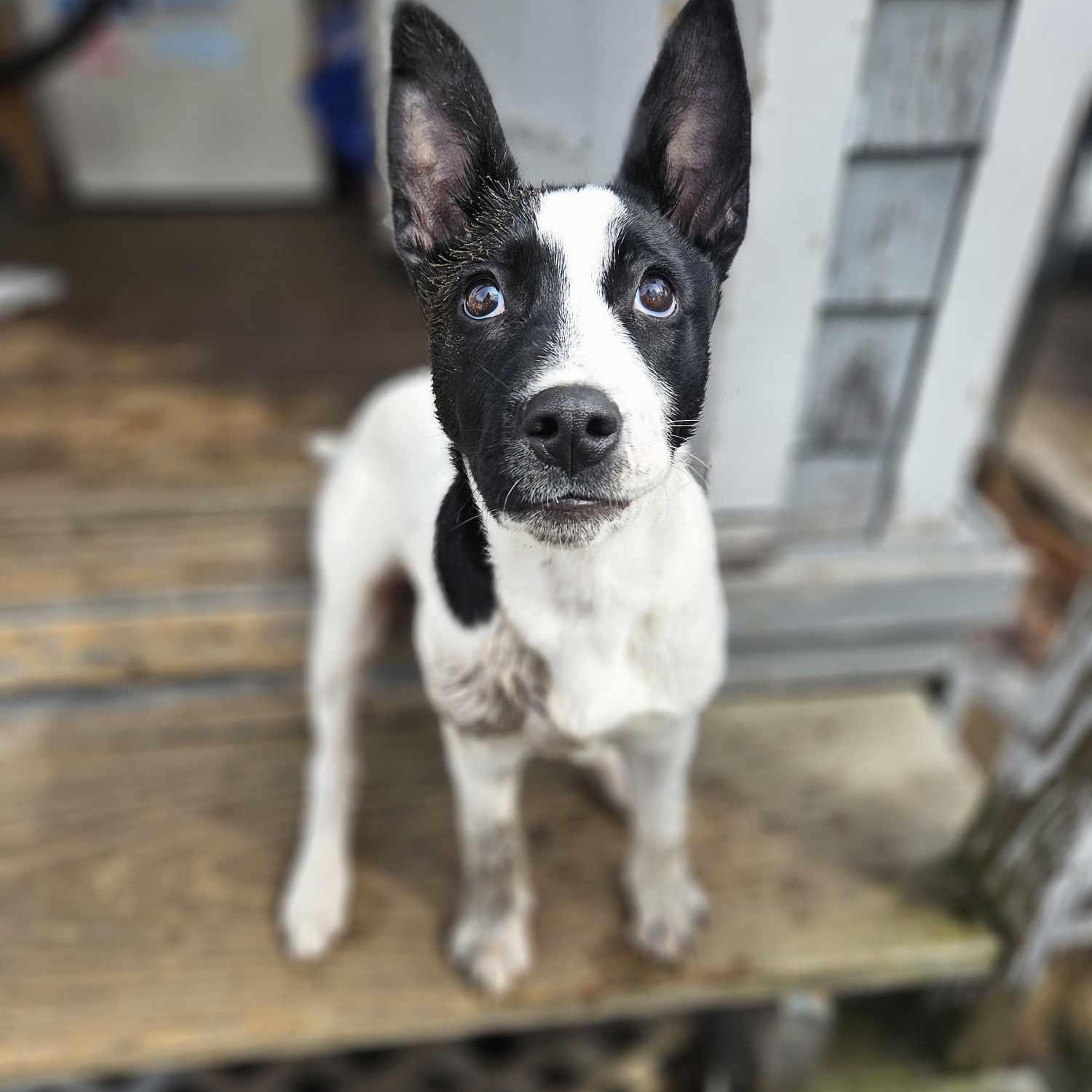Tiny Tim, Adoptable, Young Male Cattle Dog.