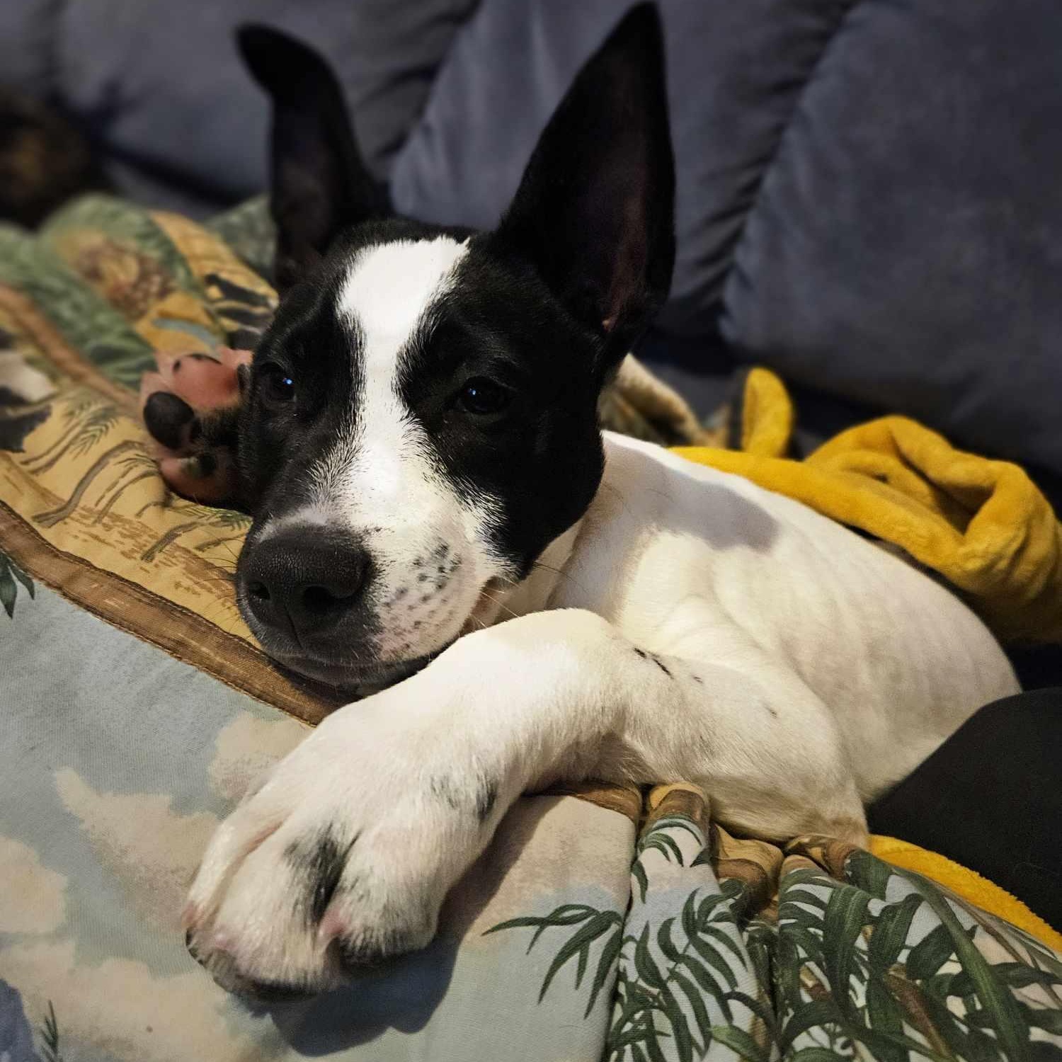 Tiny Tim, a Adoptable mixed breed in Woolwich, ME image 3/3