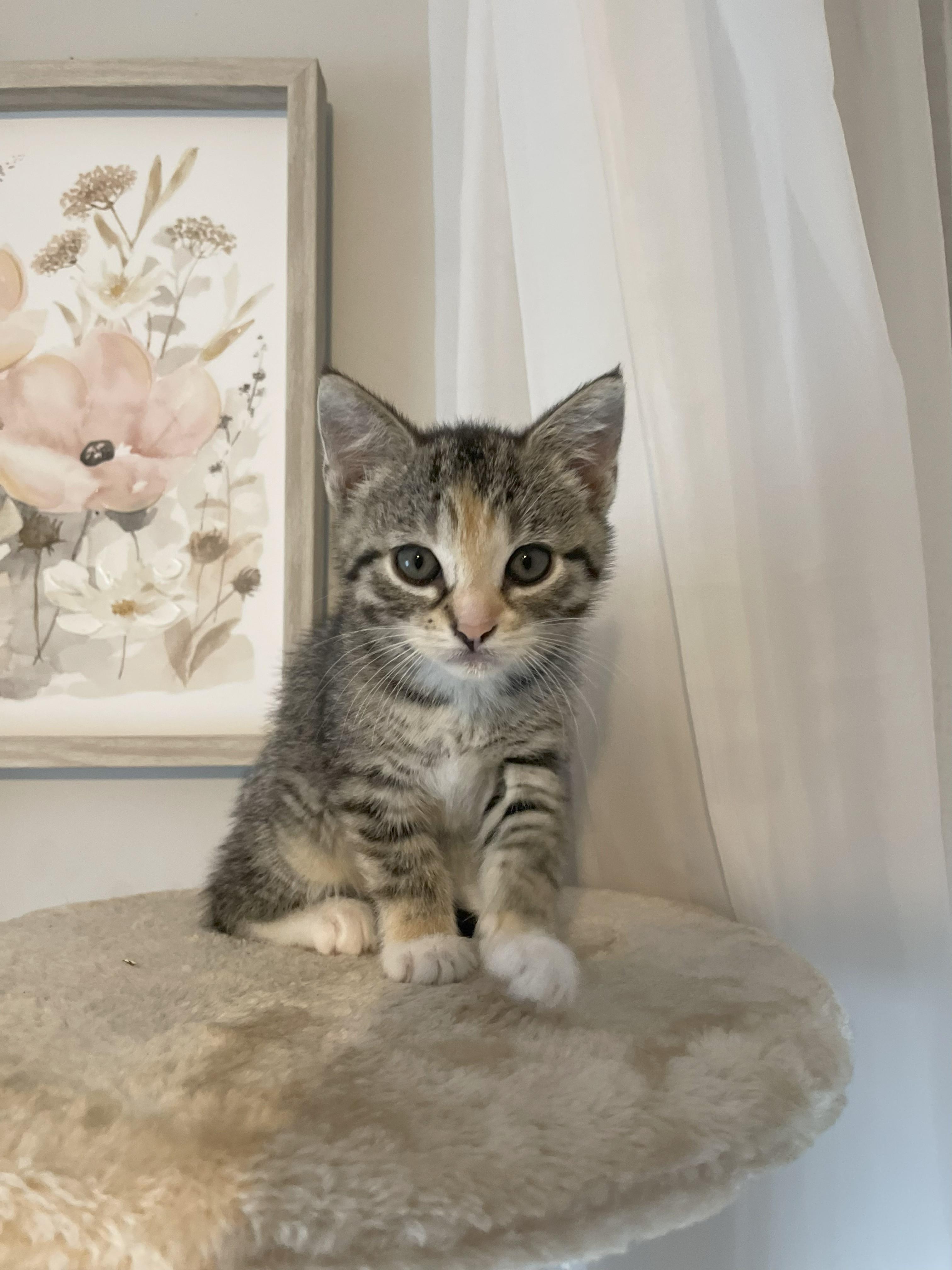 Penny, Baby Female Domestic Short Hair