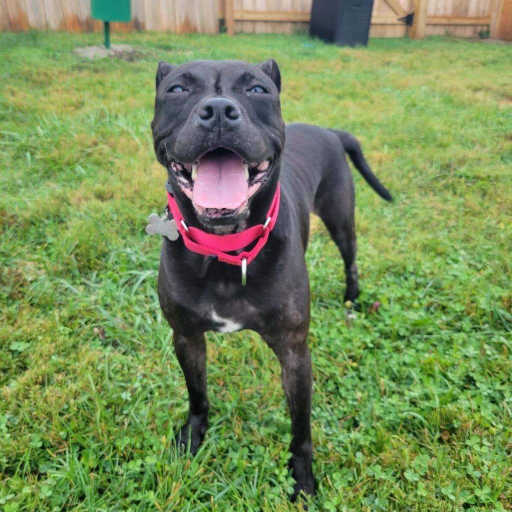 Enlarge Izzy, a Adopted Pit Bull Terrier in La Grange, KY image 2/6