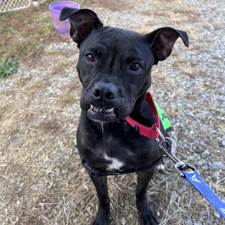 Enlarge Izzy, a Adopted Pit Bull Terrier in La Grange, KY image 1/6