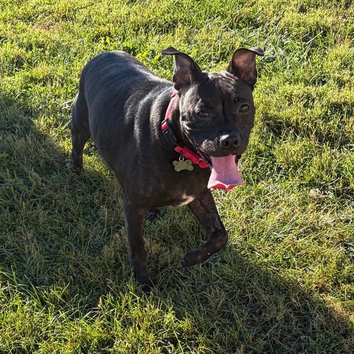 Enlarge Izzy, a Adopted Pit Bull Terrier in La Grange, KY image 3/6