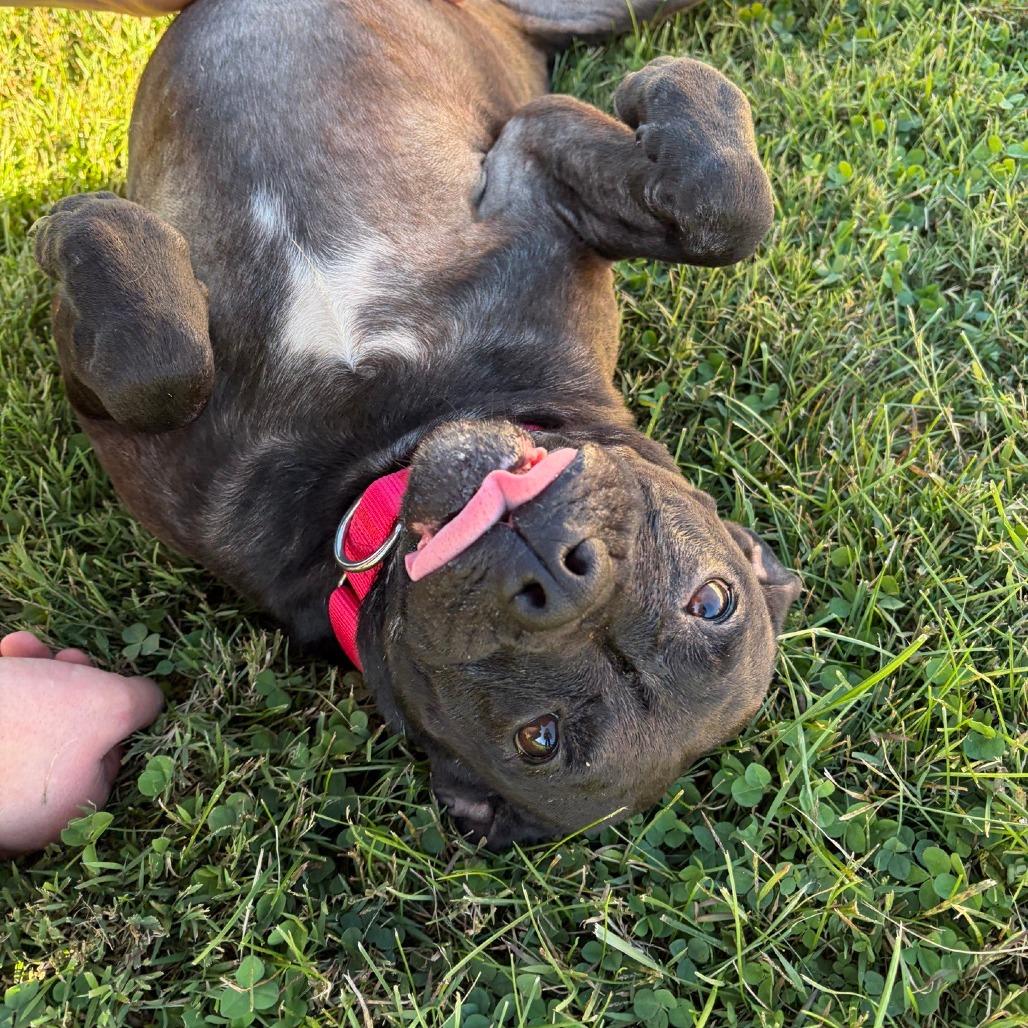 Enlarge Izzy, a Adopted Pit Bull Terrier in La Grange, KY image 4/6