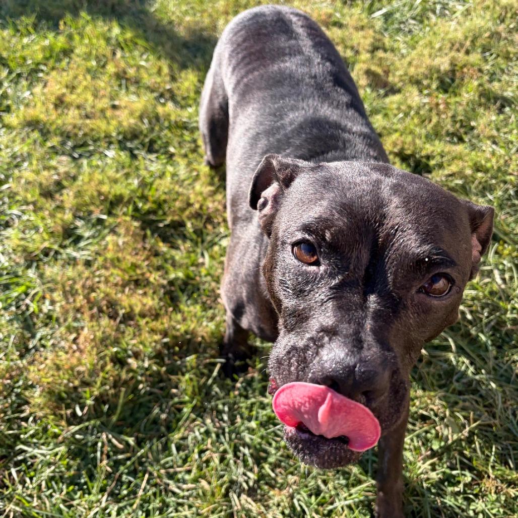 Enlarge Izzy, a Adopted Pit Bull Terrier in La Grange, KY image 6/6