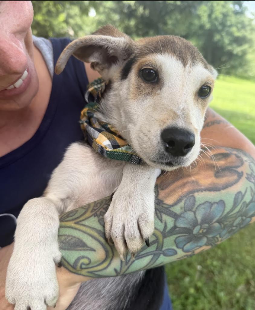 Enlarge Tiller, a Adoptable Mixed Breed in Franklin, TN image 4/4