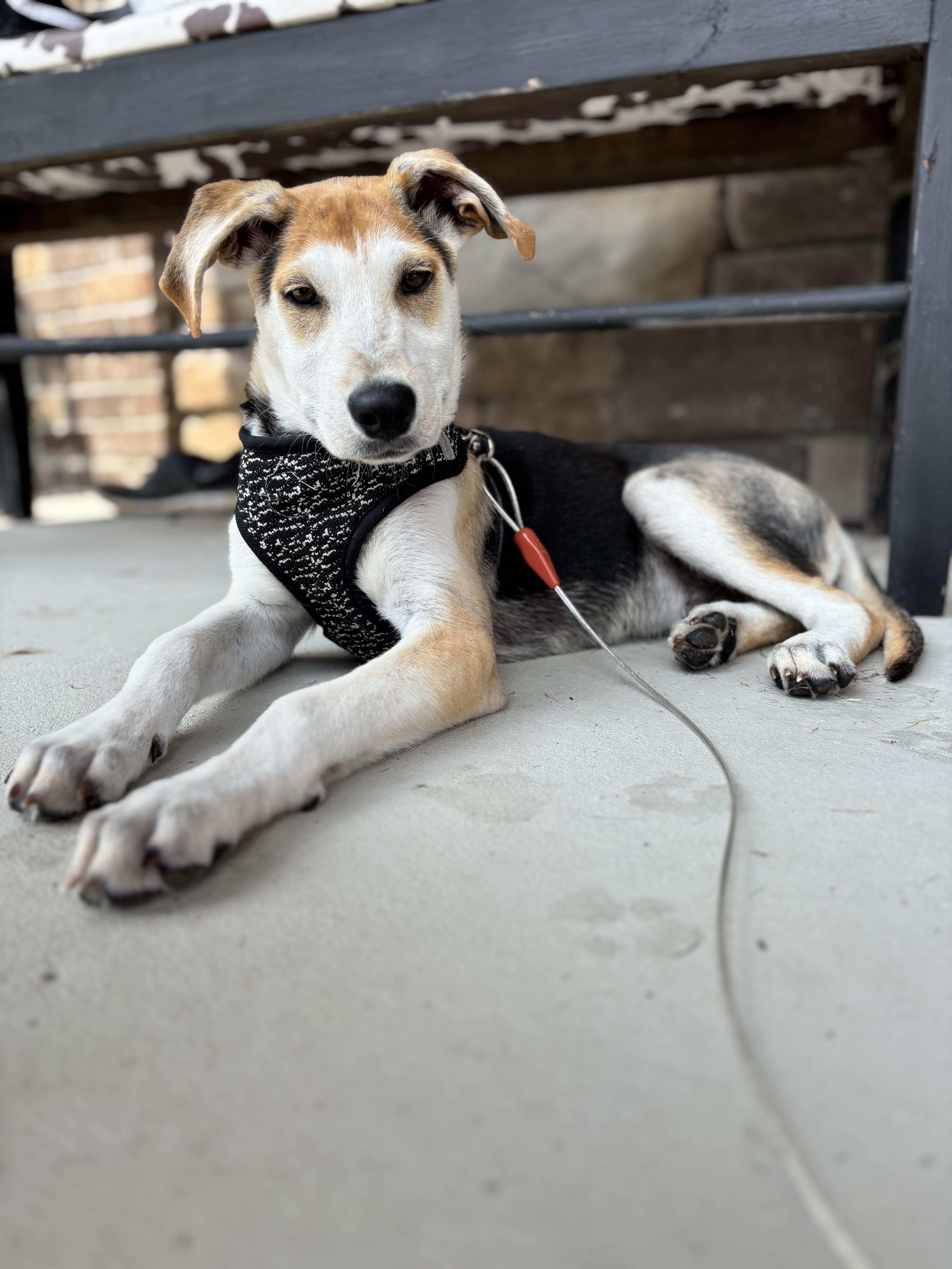 Tiller, Adoptable, Puppy Male Mixed Breed.