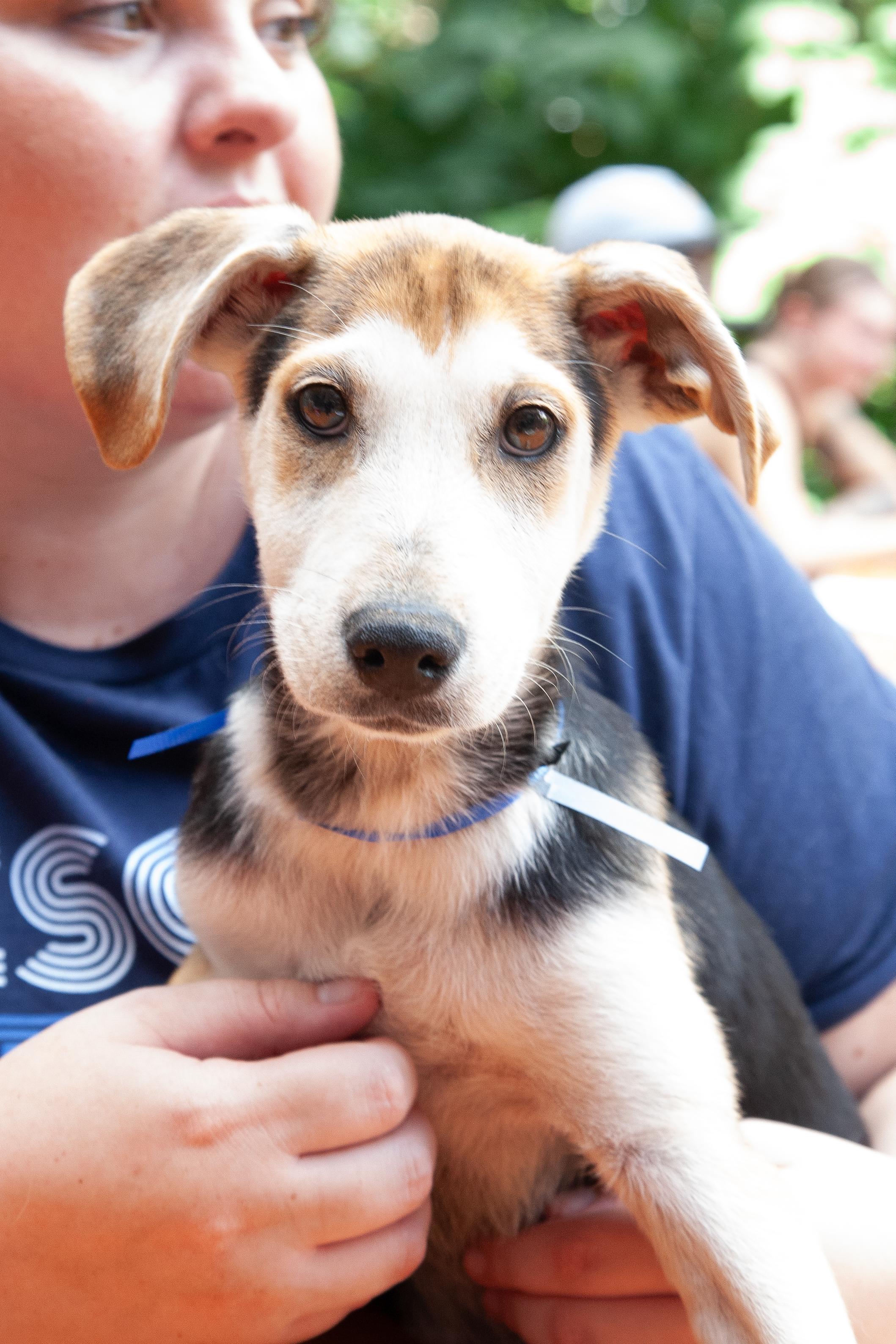 Enlarge Tiller, a Adoptable Mixed Breed in Franklin, TN image 2/4