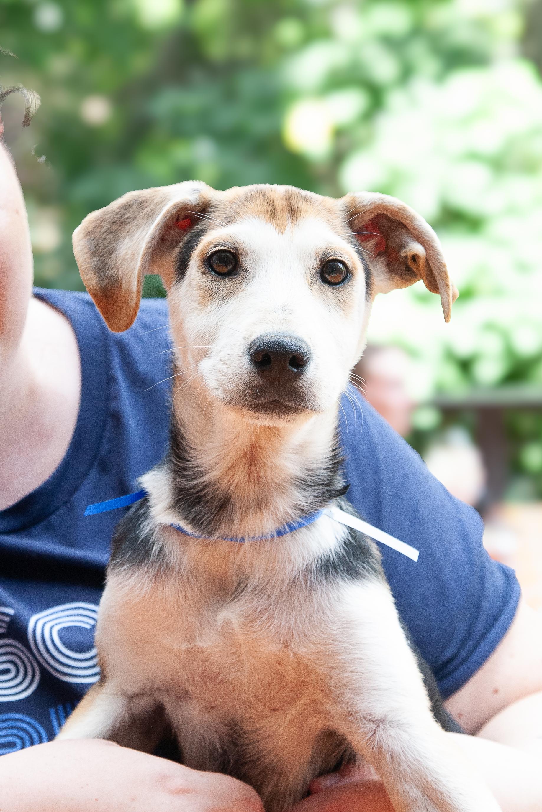 Enlarge Tiller, a Adoptable Mixed Breed in Franklin, TN image 3/4
