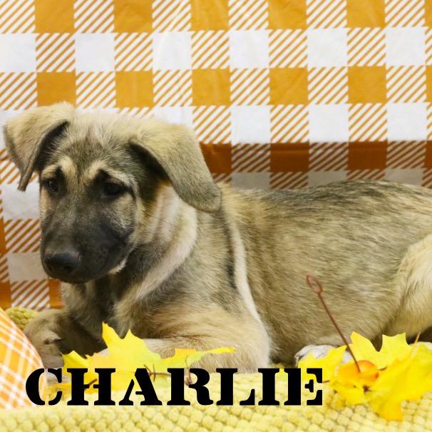Enlarge Charlie, a Adoptable German Shepherd Dog in Marion, IL image 1/1