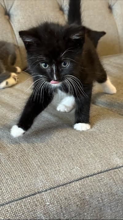 Tucker, Adopted, Kitten Male American Shorthair.