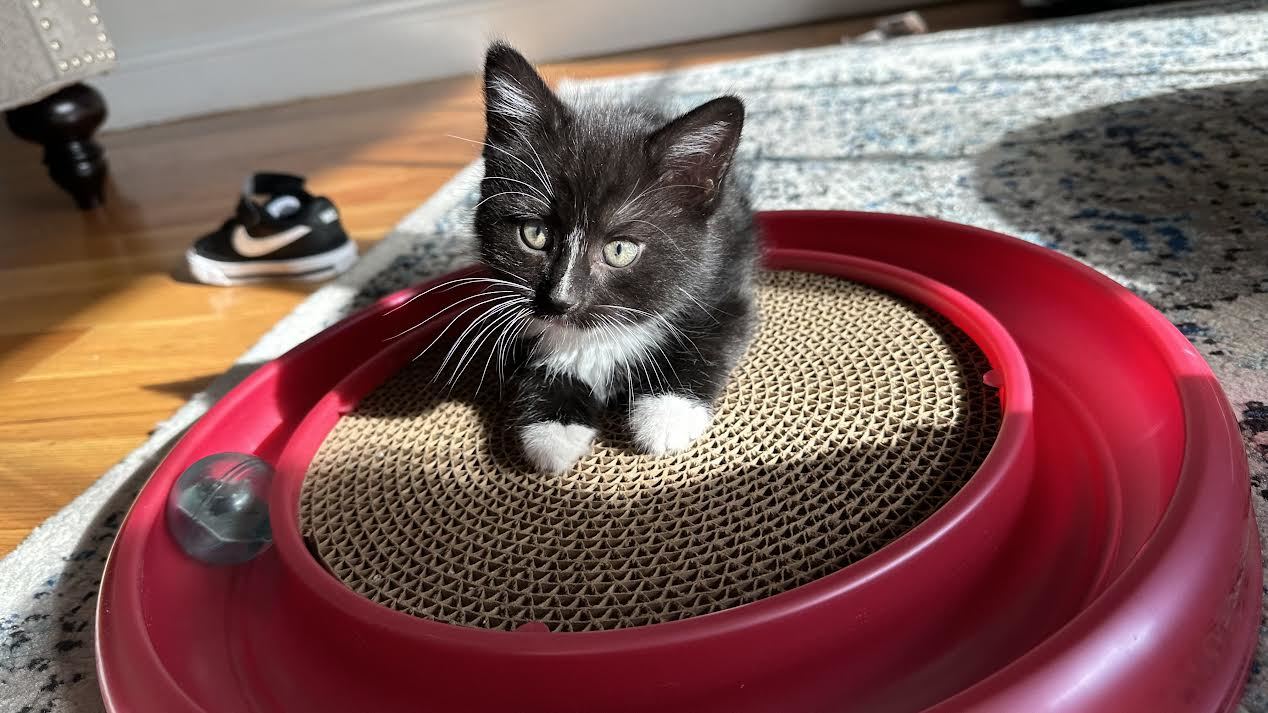 Enlarge Tucker, a Adopted American Shorthair in Montclair, NJ image 2/2