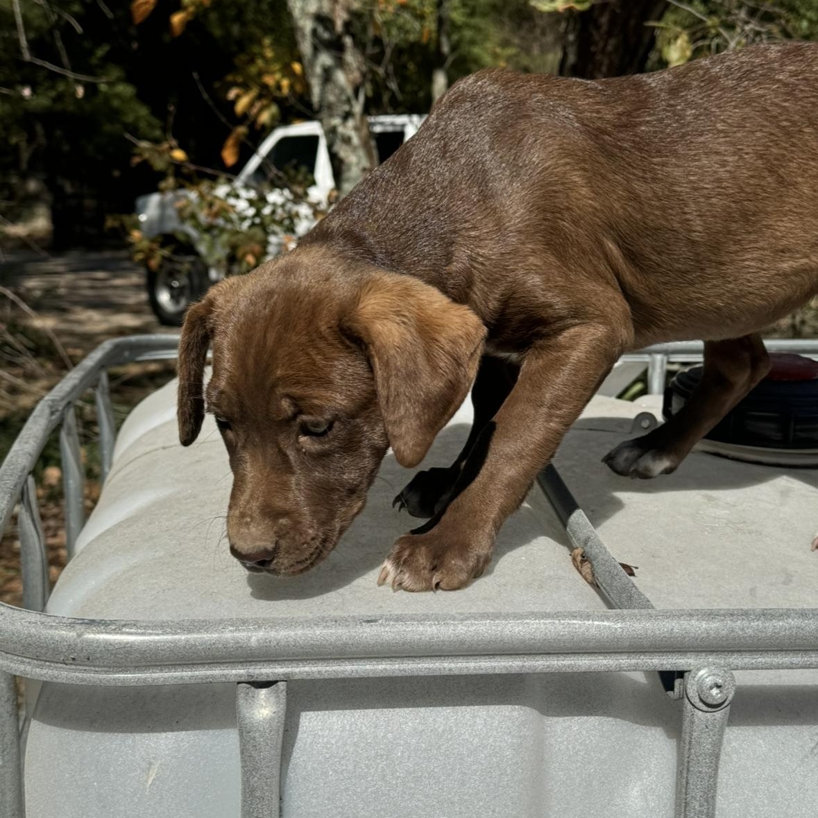 Dog for adoption Miranda, a Chocolate Labrador Retriever Mix in