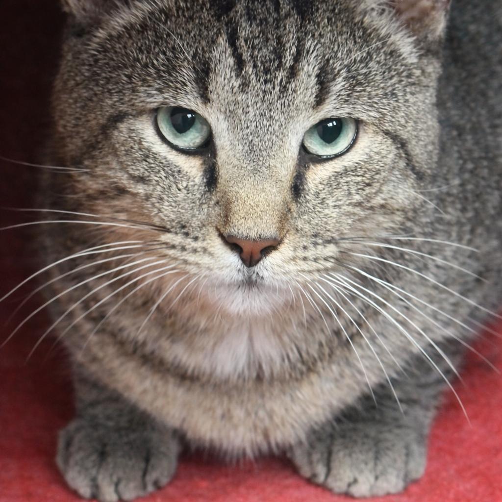 Car-Wash Carl, Adoptable, Adult Male Domestic Short Hair.