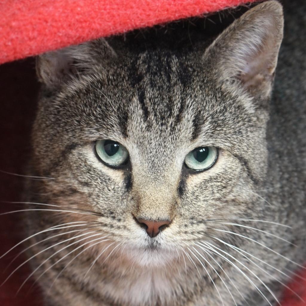 Enlarge Car-Wash Carl, a Adoptable Domestic Short Hair in Lancaster, OH image 2/2
