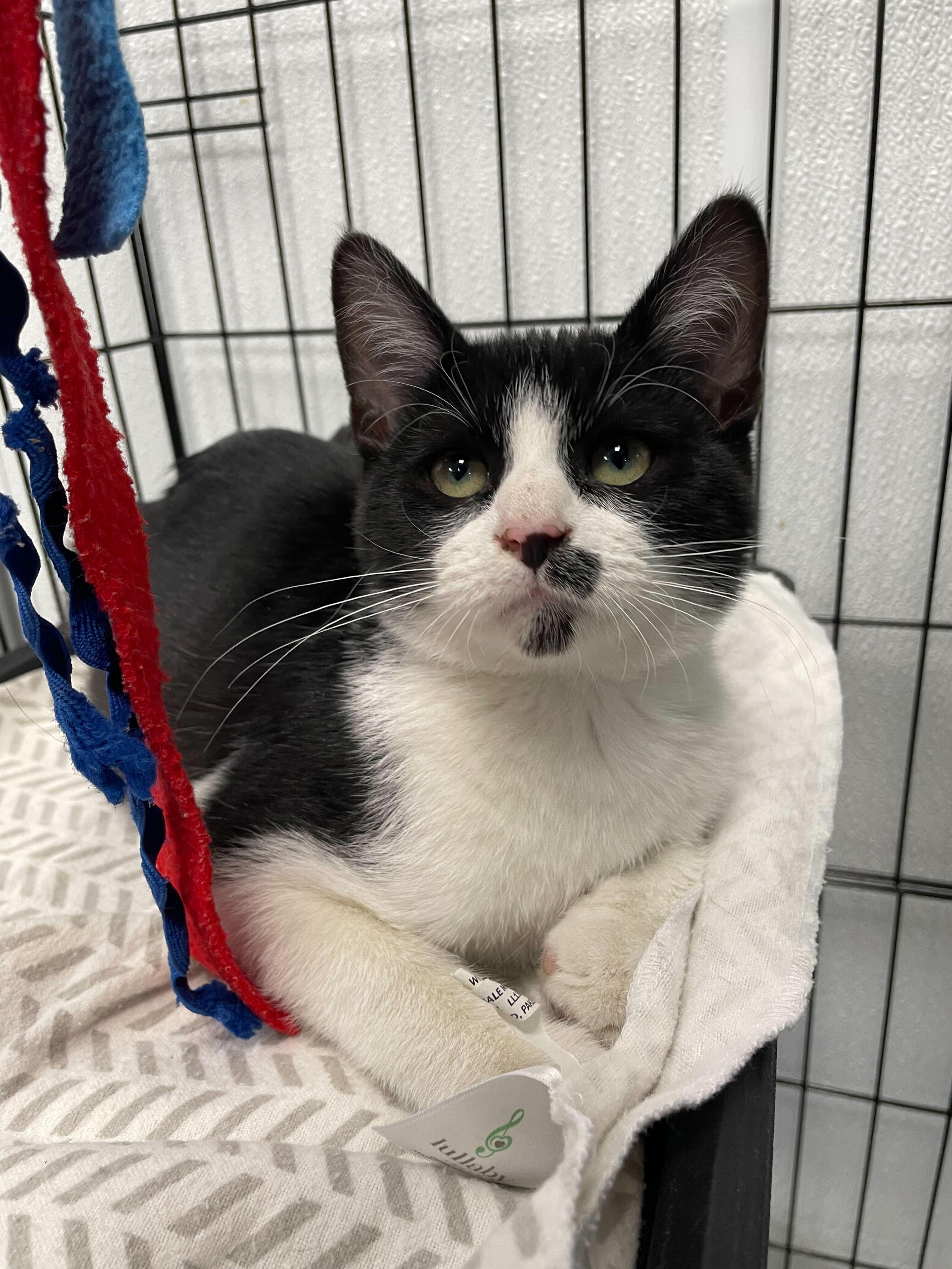 Enlarge Martin, an adopted Domestic Short Hair in Jackson, MI image 1/5