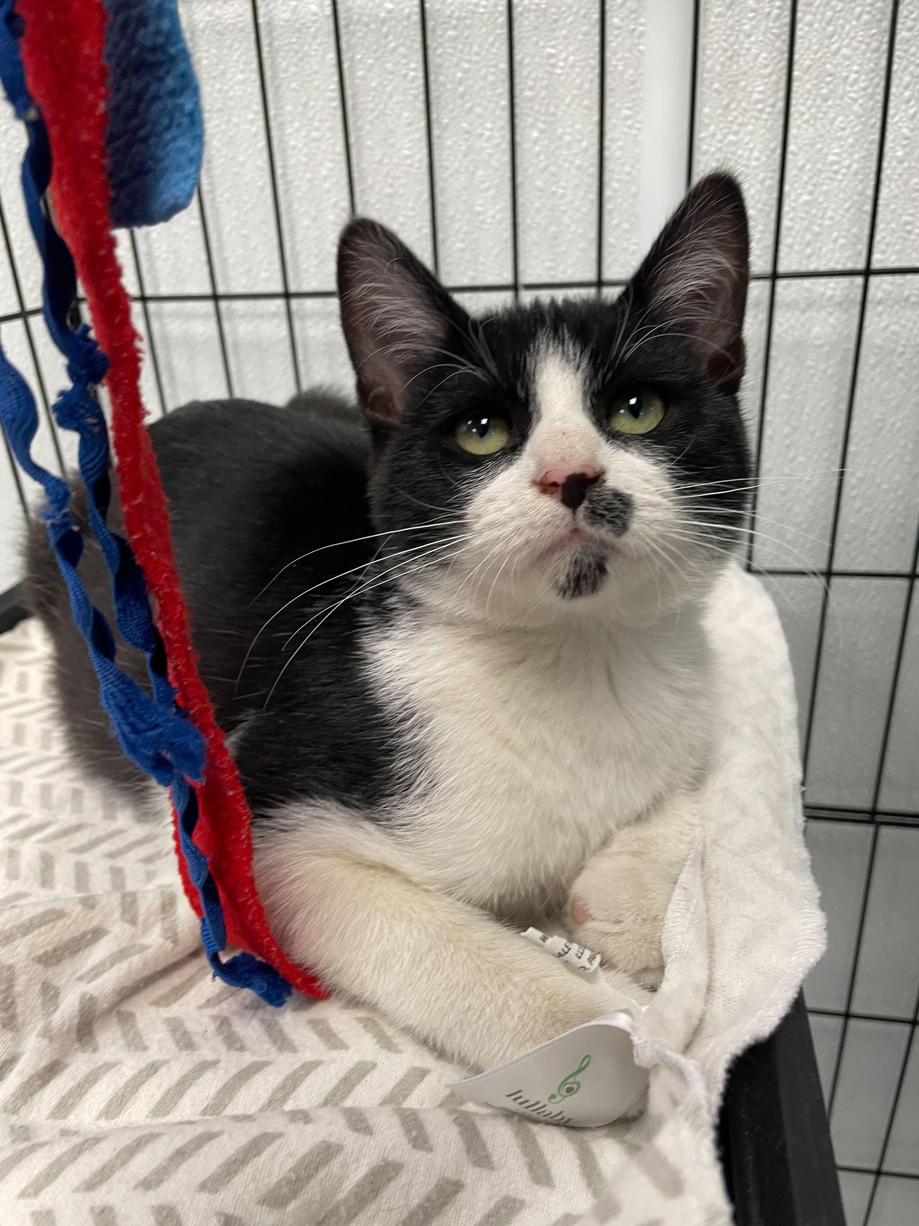 Enlarge Martin, an adopted Domestic Short Hair in Jackson, MI image 5/5