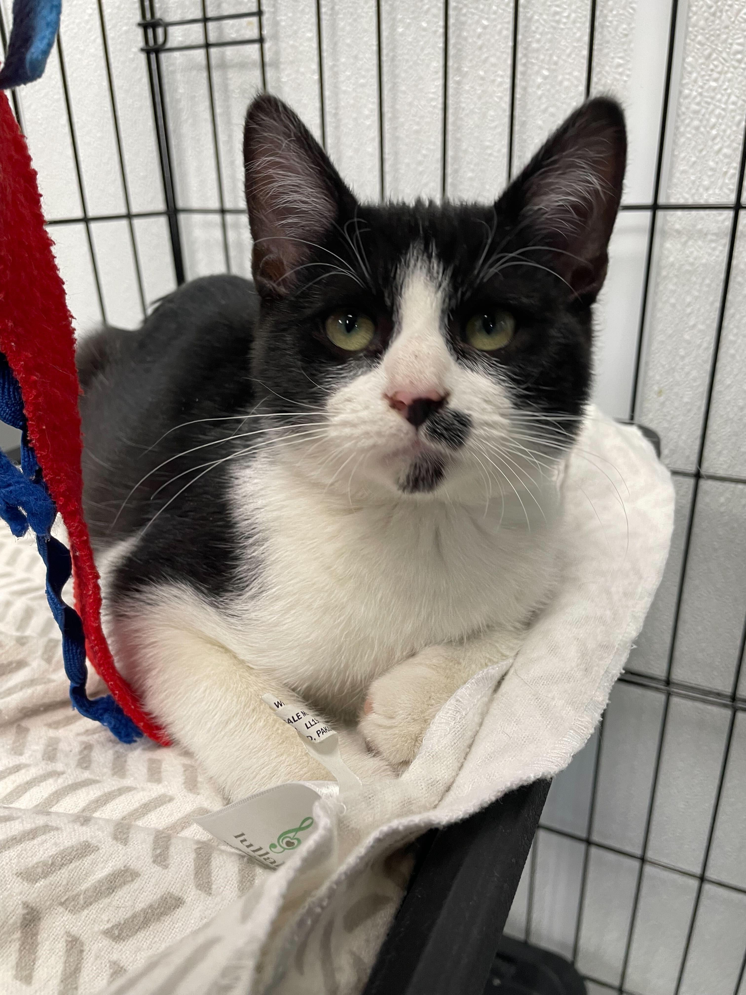 Enlarge Martin, an adopted Domestic Short Hair in Jackson, MI image 2/5