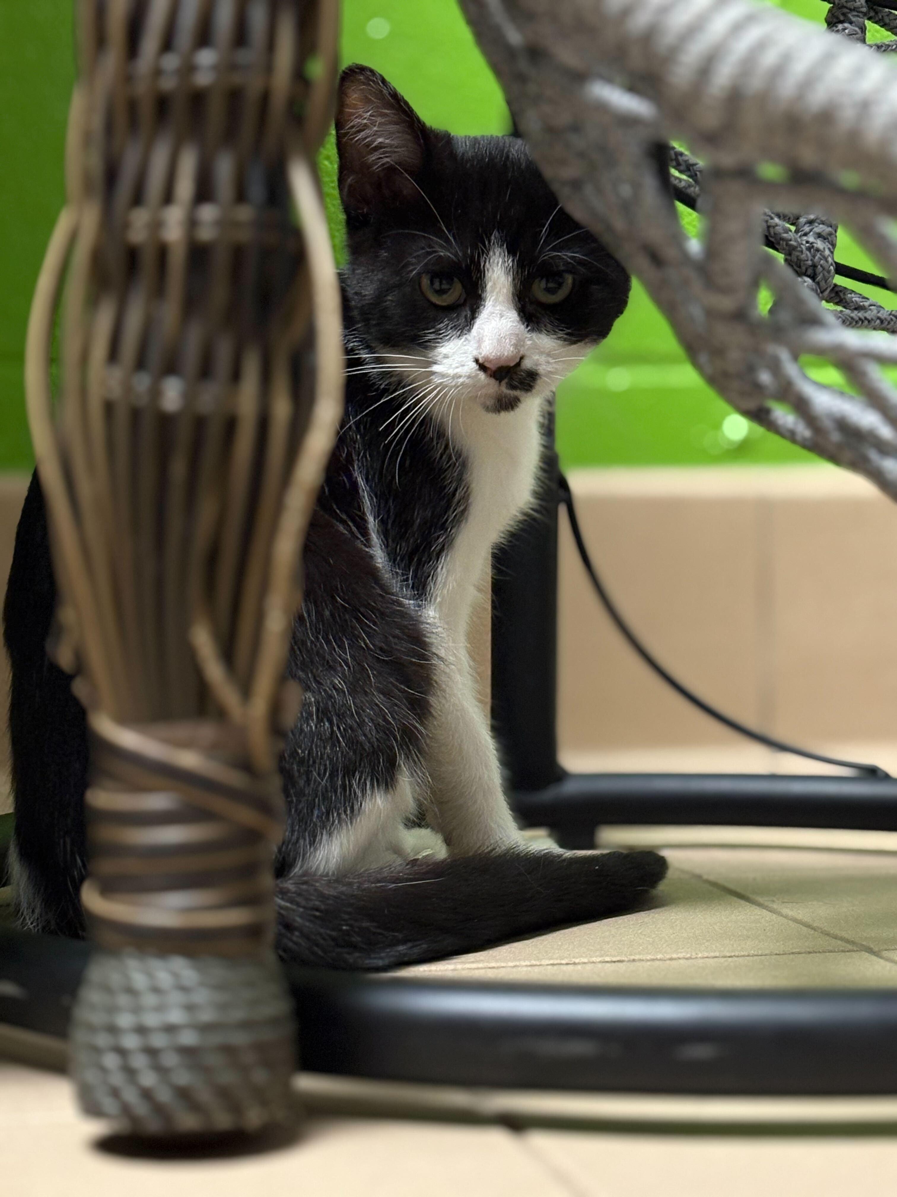 Enlarge Martin, an adopted Domestic Short Hair in Jackson, MI image 4/5