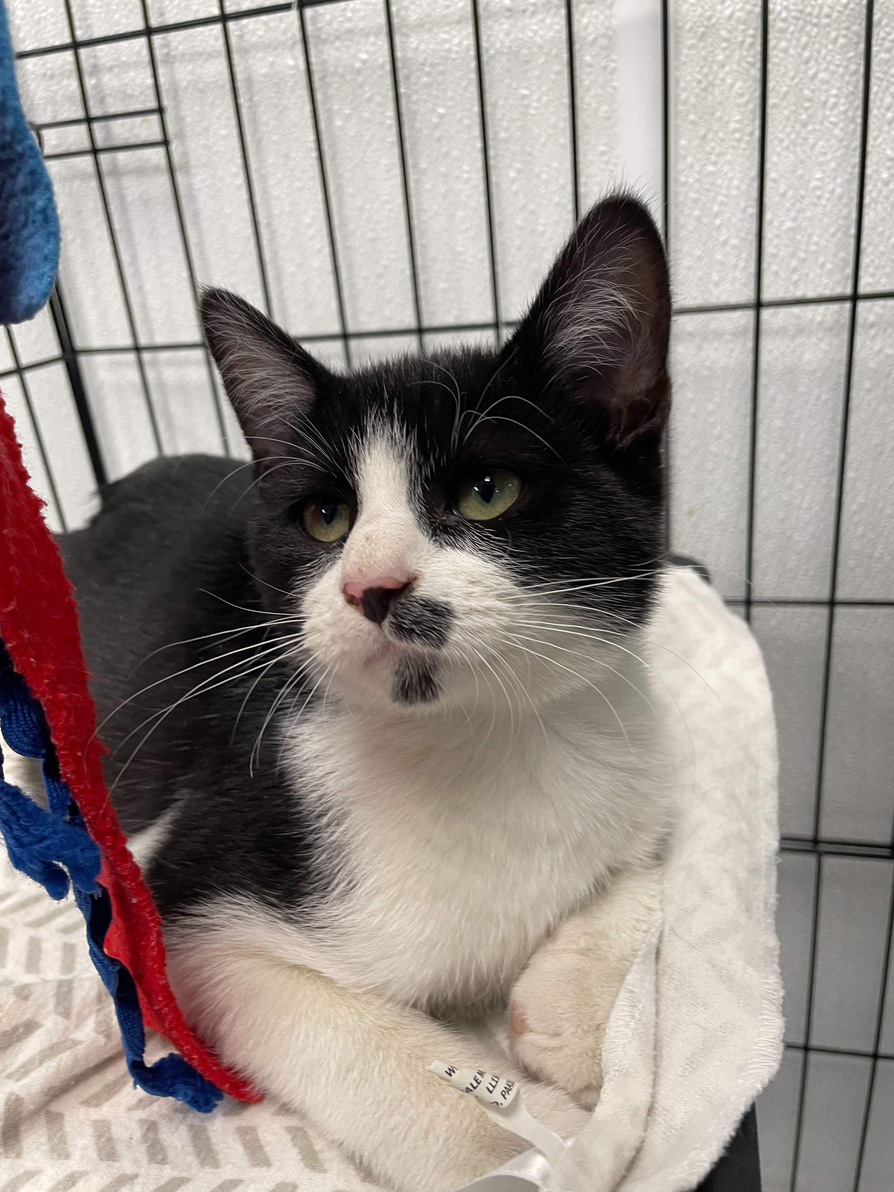 Enlarge Martin, an adopted Domestic Short Hair in Jackson, MI image 3/5