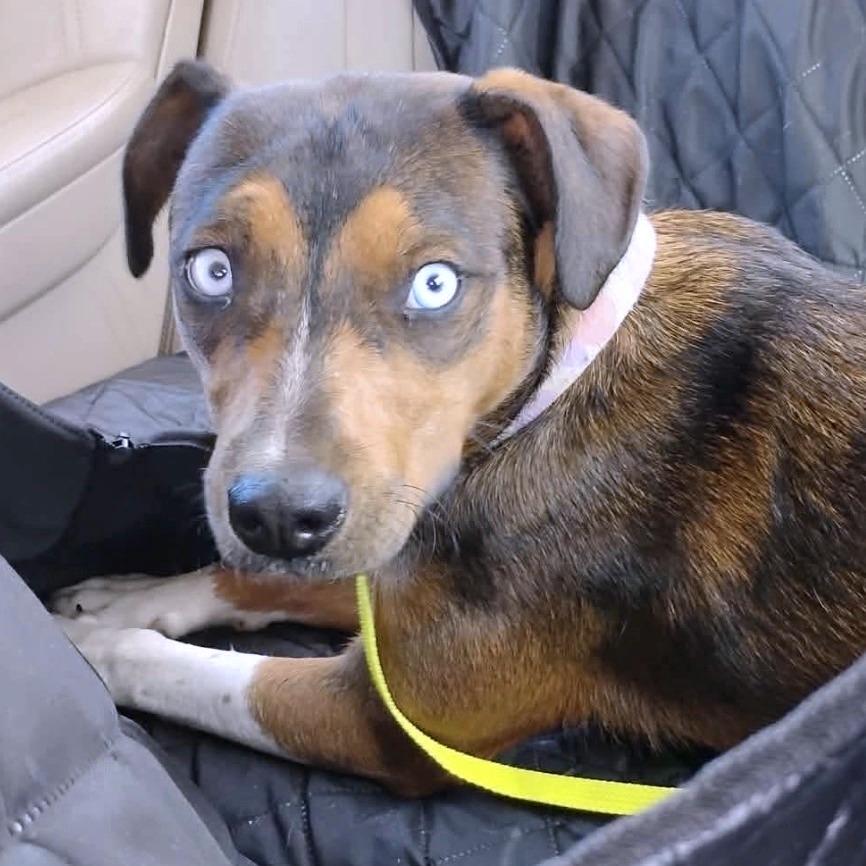 Skye/Ice, Adoptable, Young Female Catahoula Leopard Dog & Beagle.