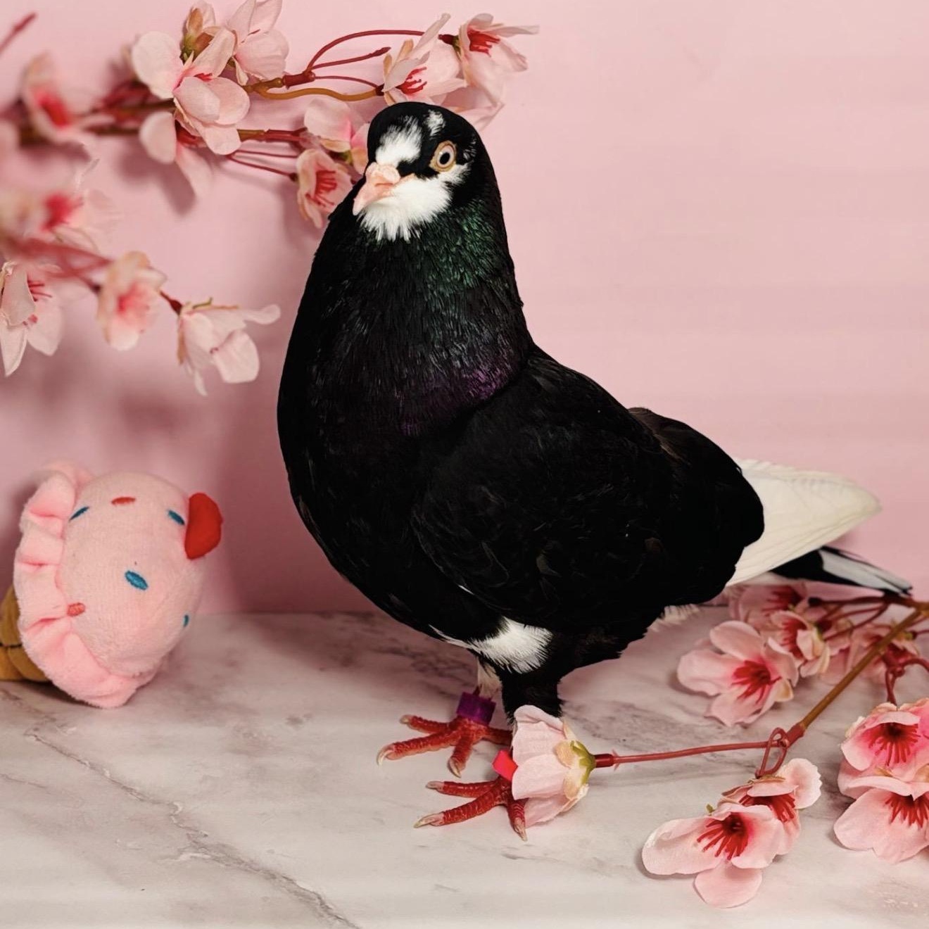Halsey, an adopted Pigeon in Chicago, IL image 5/5