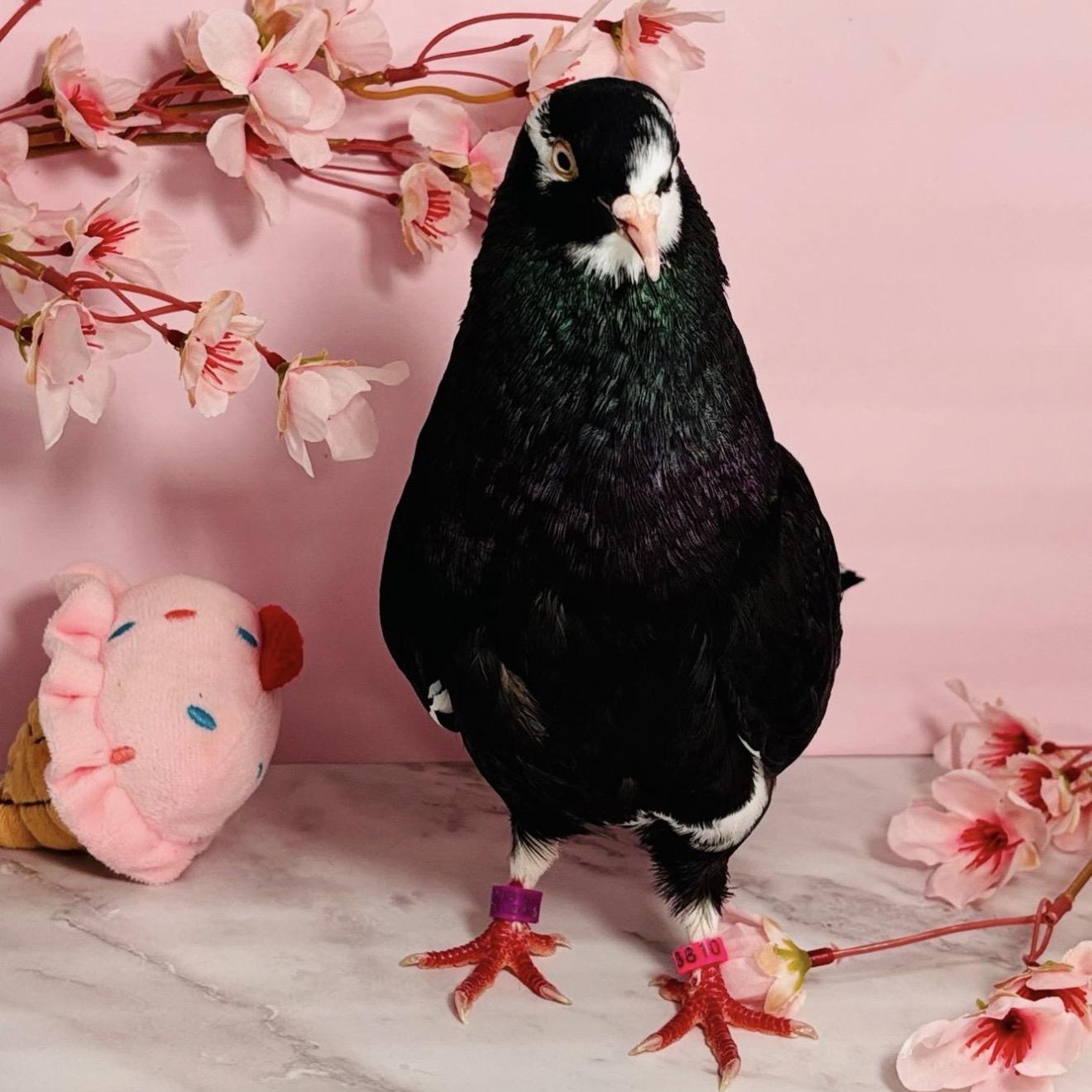 Halsey, an adopted Pigeon in Chicago, IL image 2/5