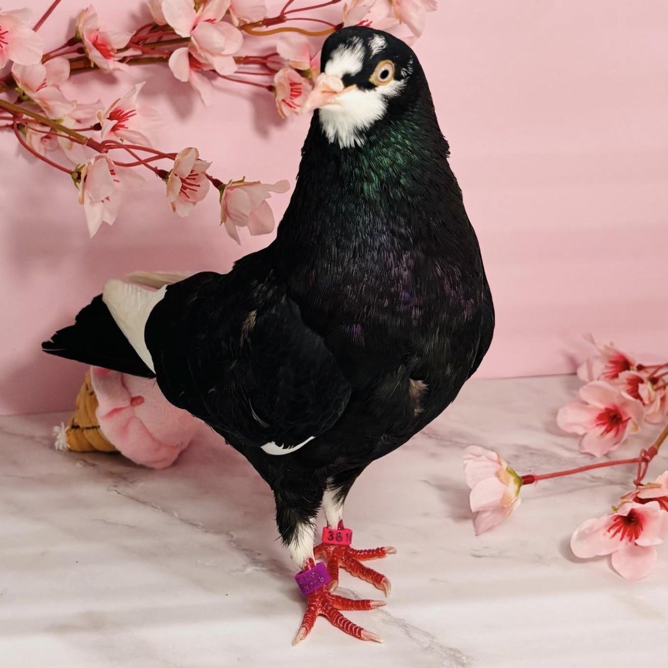 Halsey, adopted, Adult Female Pigeon.