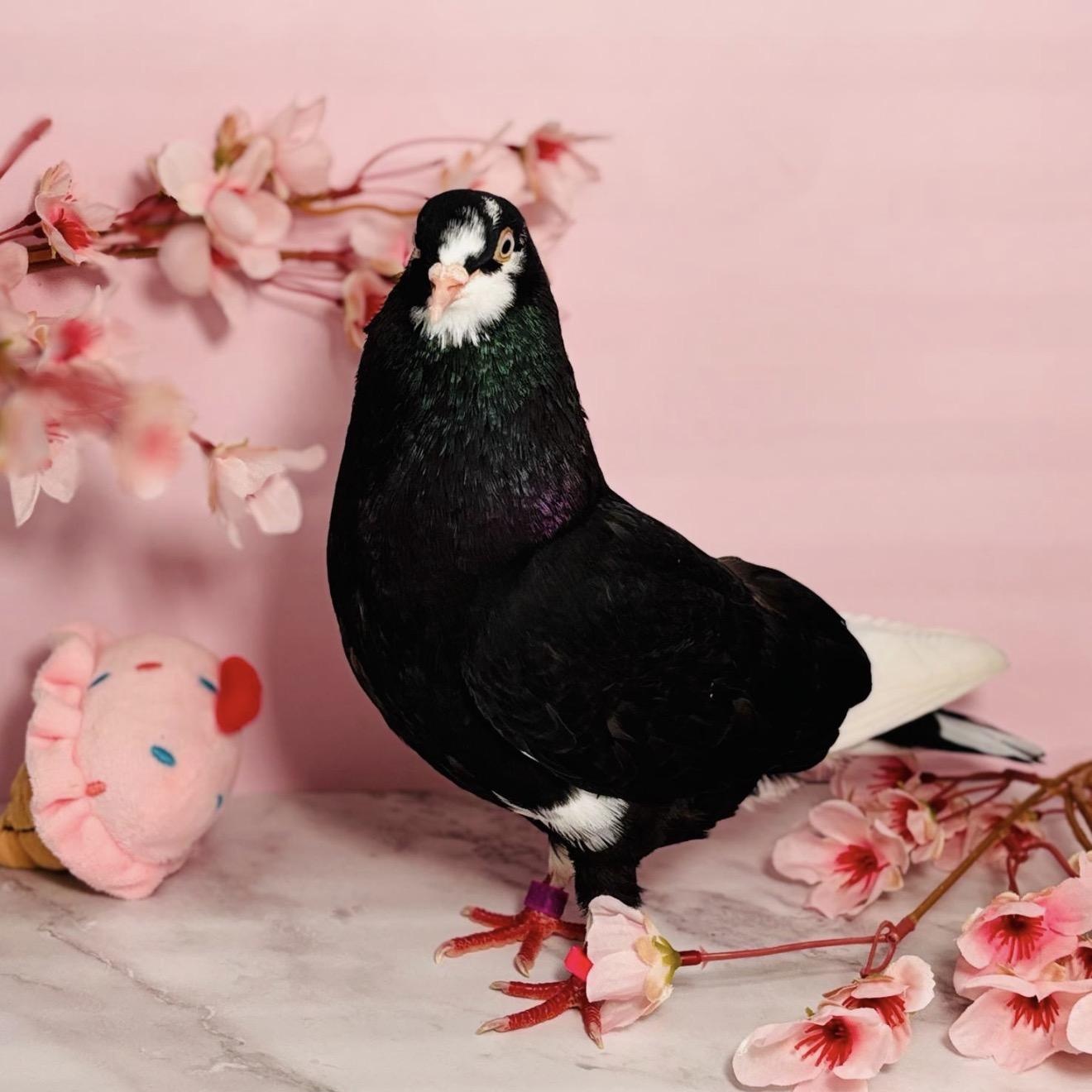 Halsey, an adopted Pigeon in Chicago, IL image 4/5