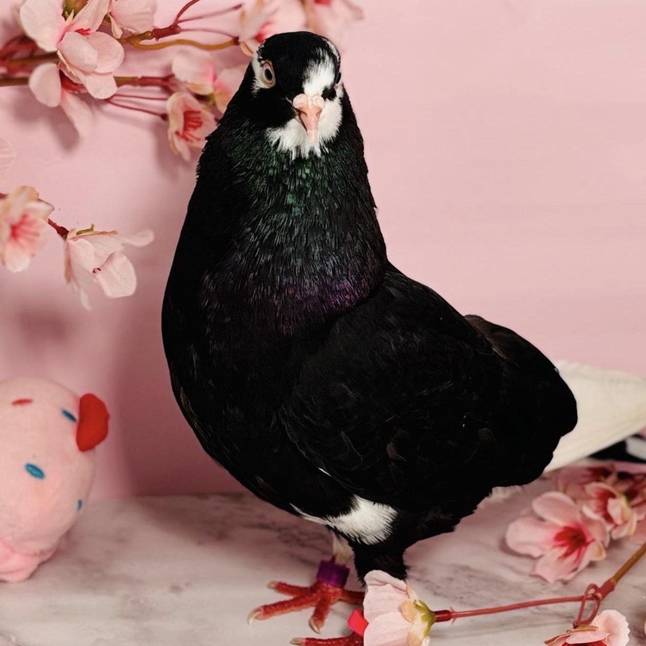 Halsey, an adopted Pigeon in Chicago, IL image 3/5