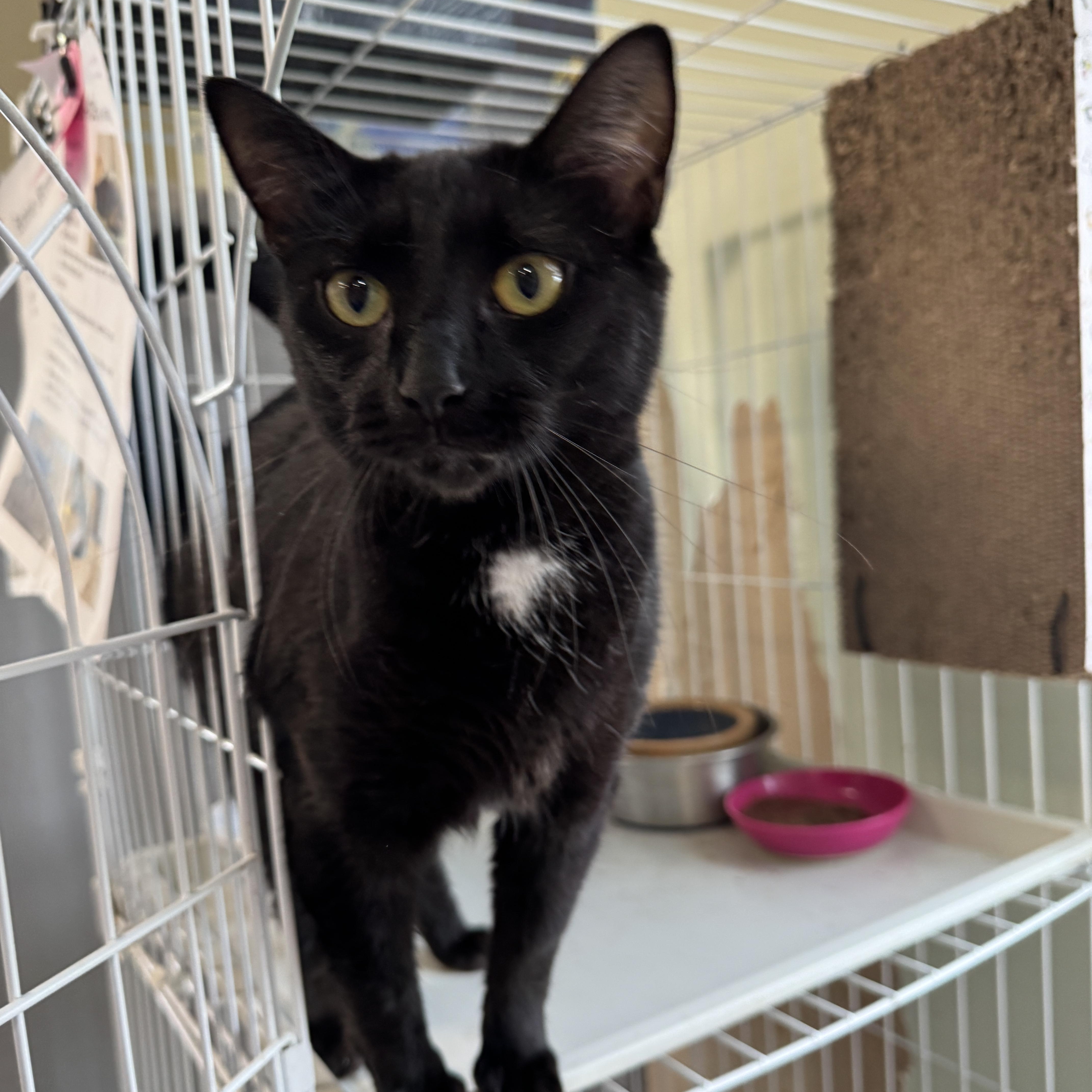 Bonnie Lass, Young Female Domestic Short Hair
