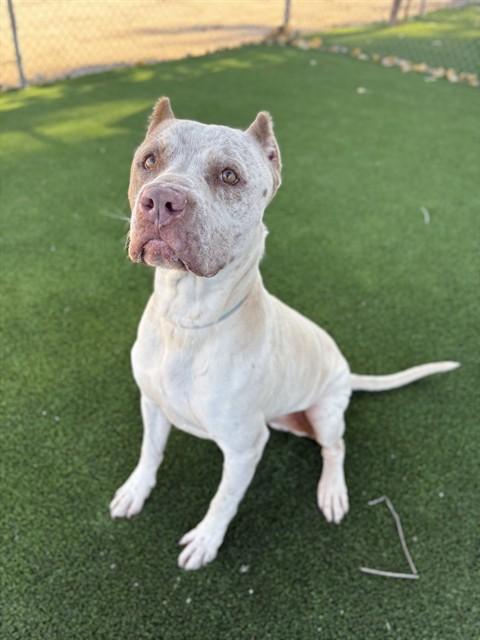 KILO, Adoptable, Adult Male Pit Bull Terrier.