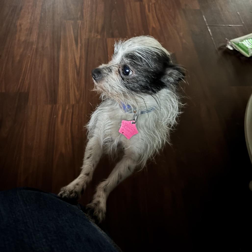 Henry, Adoptable, Senior Male Chihuahua & Dachshund.