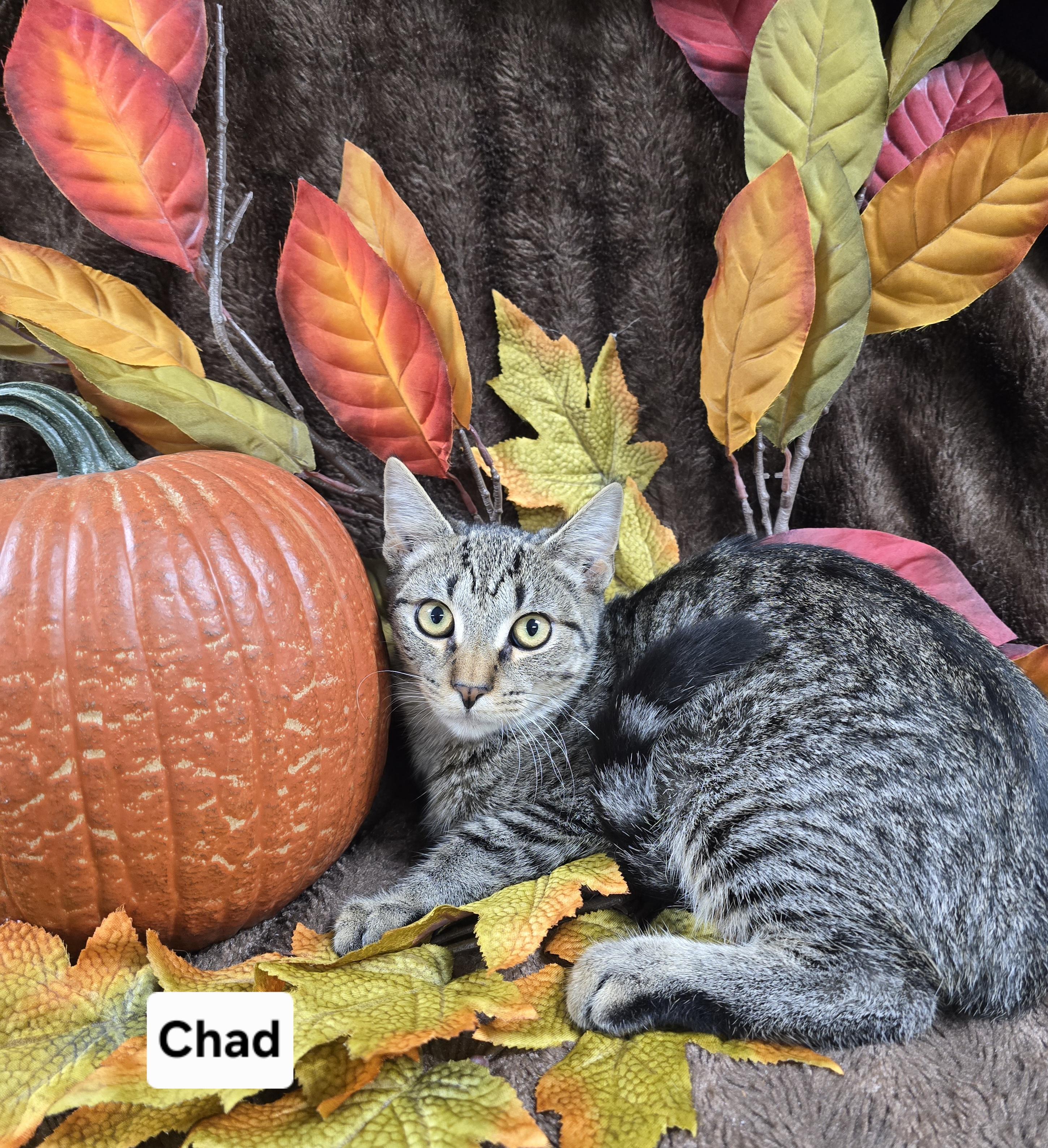 Chad, Adoptable, Kitten Male Domestic Short Hair.