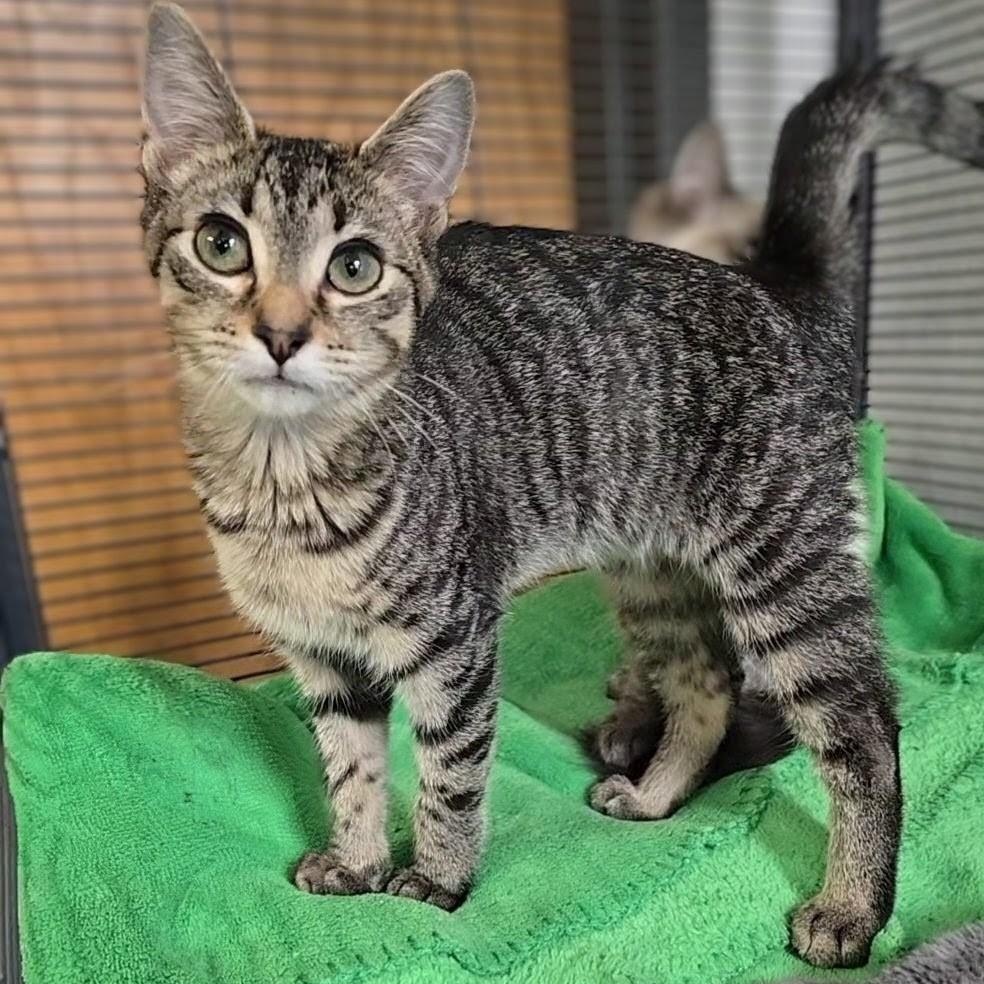 Enlarge Chad, a ADOPTABLE mixed breed in Mount Carmel, IL image 1/1