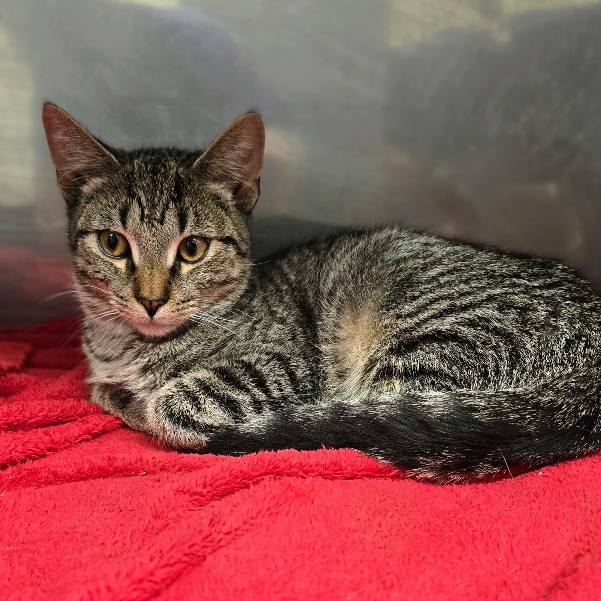 Enlarge Chad, a Adoptable mixed breed in Mount Carmel, IL image 2/5
