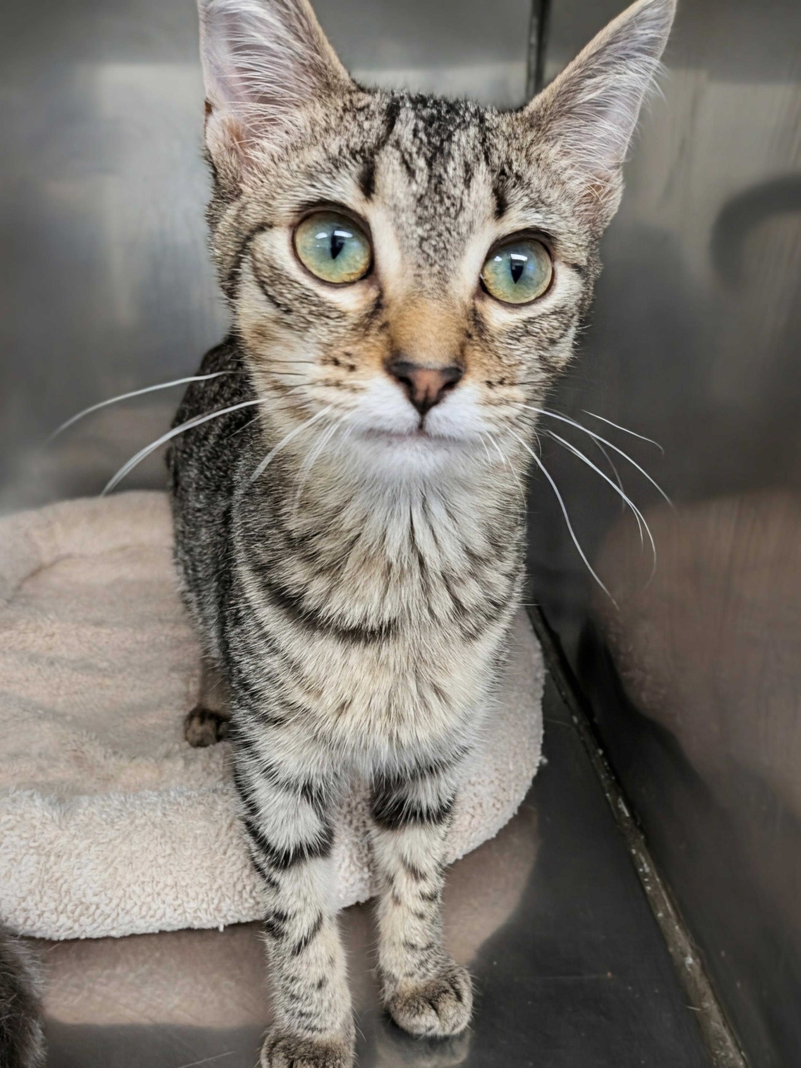 Chad, ADOPTABLE, Kitten Male Domestic Short Hair.