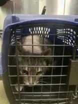 Enlarge Pimento, a ADOPTABLE Tabby in Denton, TX image 1/1