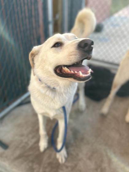 Enlarge Beau, a Adoptable mixed breed in San Marcos, TX image 1/2