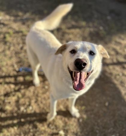 Enlarge Beau, a Adoptable mixed breed in San Marcos, TX image 2/2