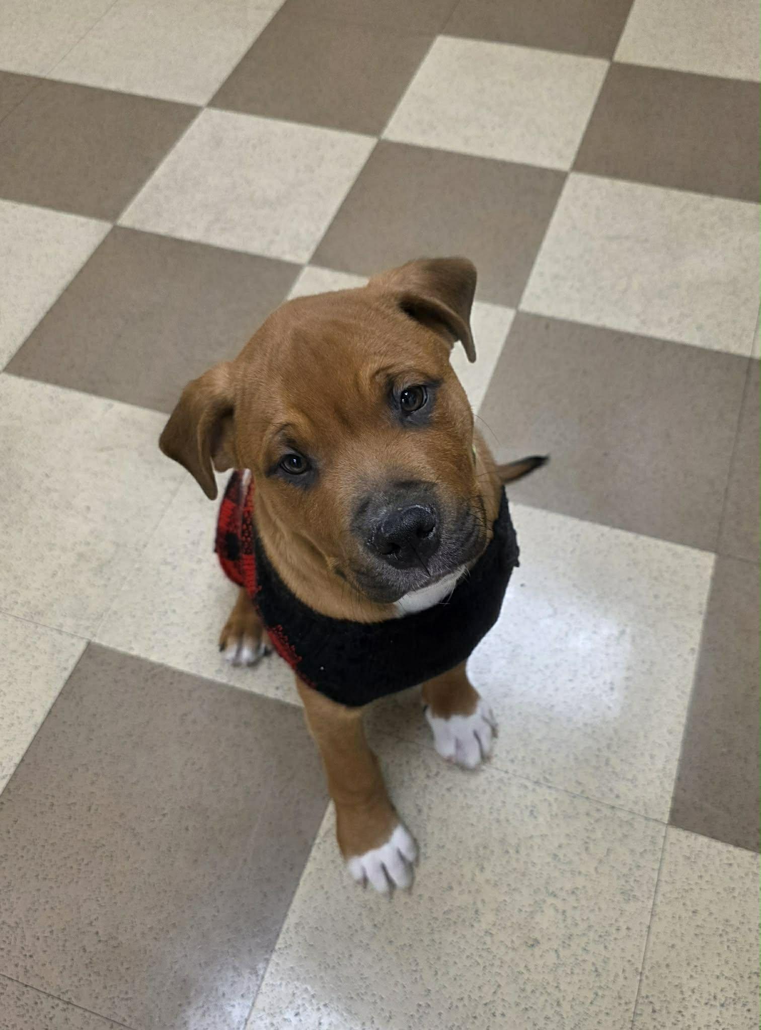 Rocky , ADOPTABLE, Puppy Male Rottweiler & Pit Bull Terrier.