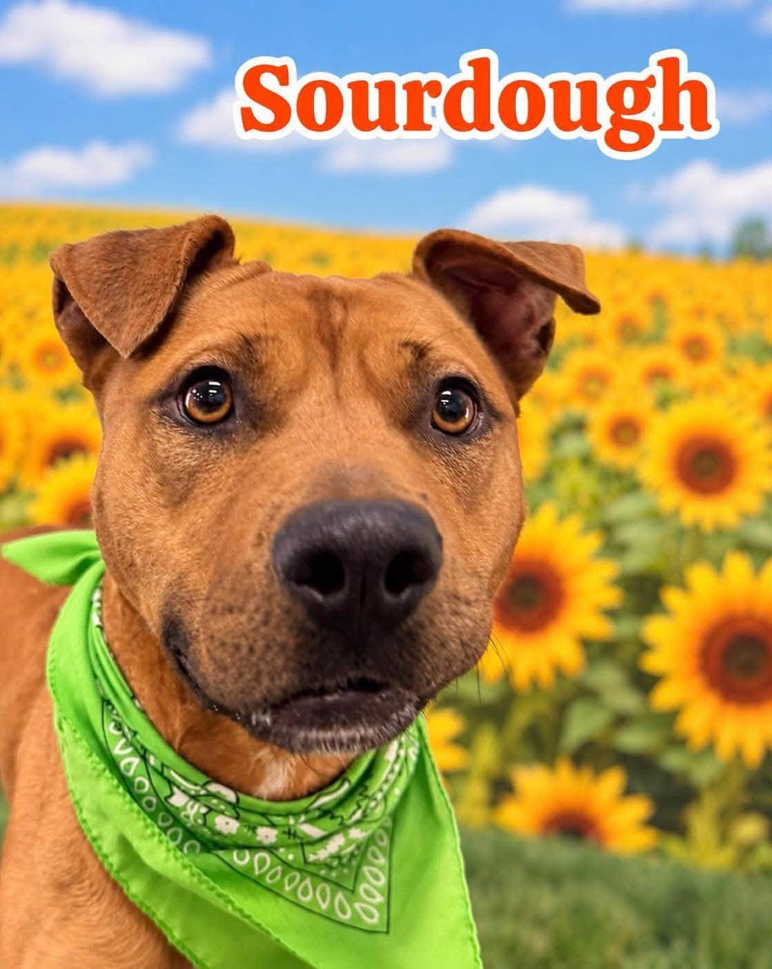 Enlarge Sourdough, a Adoptable Mixed Breed in Flint, MI image 1/1