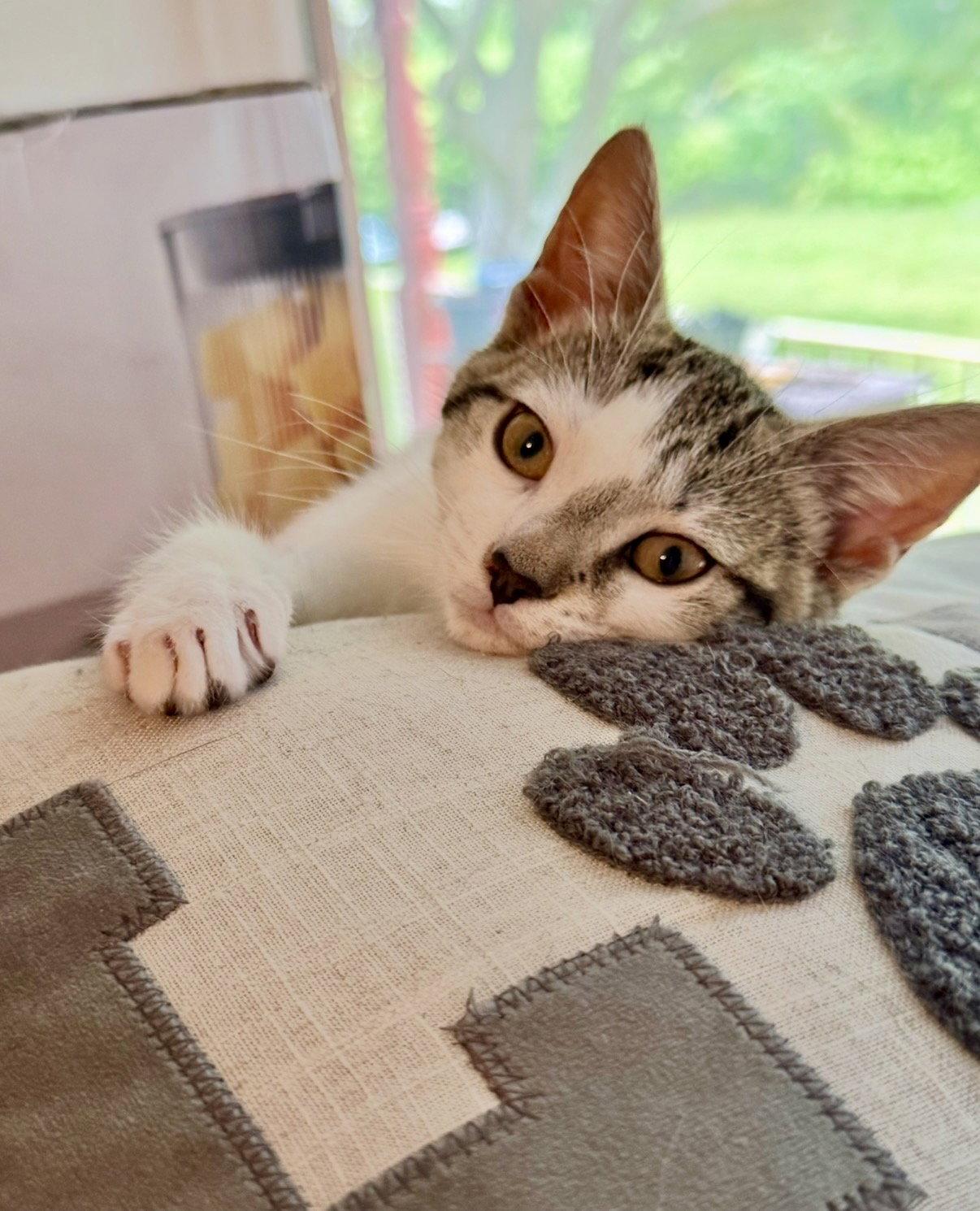 Sunny, Adopted, Kitten Female Domestic Short Hair.