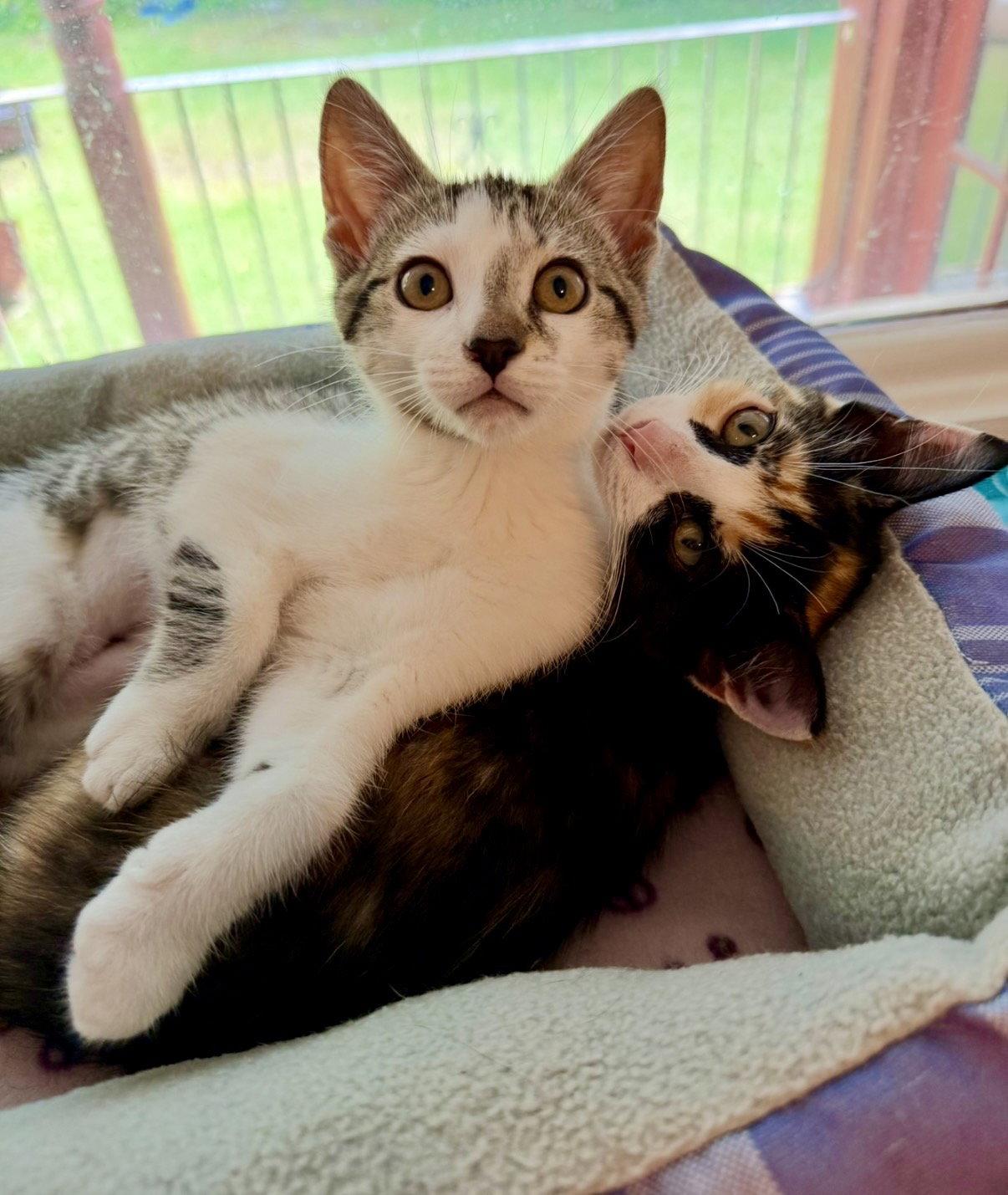Enlarge Sunny, a Adopted Domestic Short Hair in Newtown Square, PA image 2/3