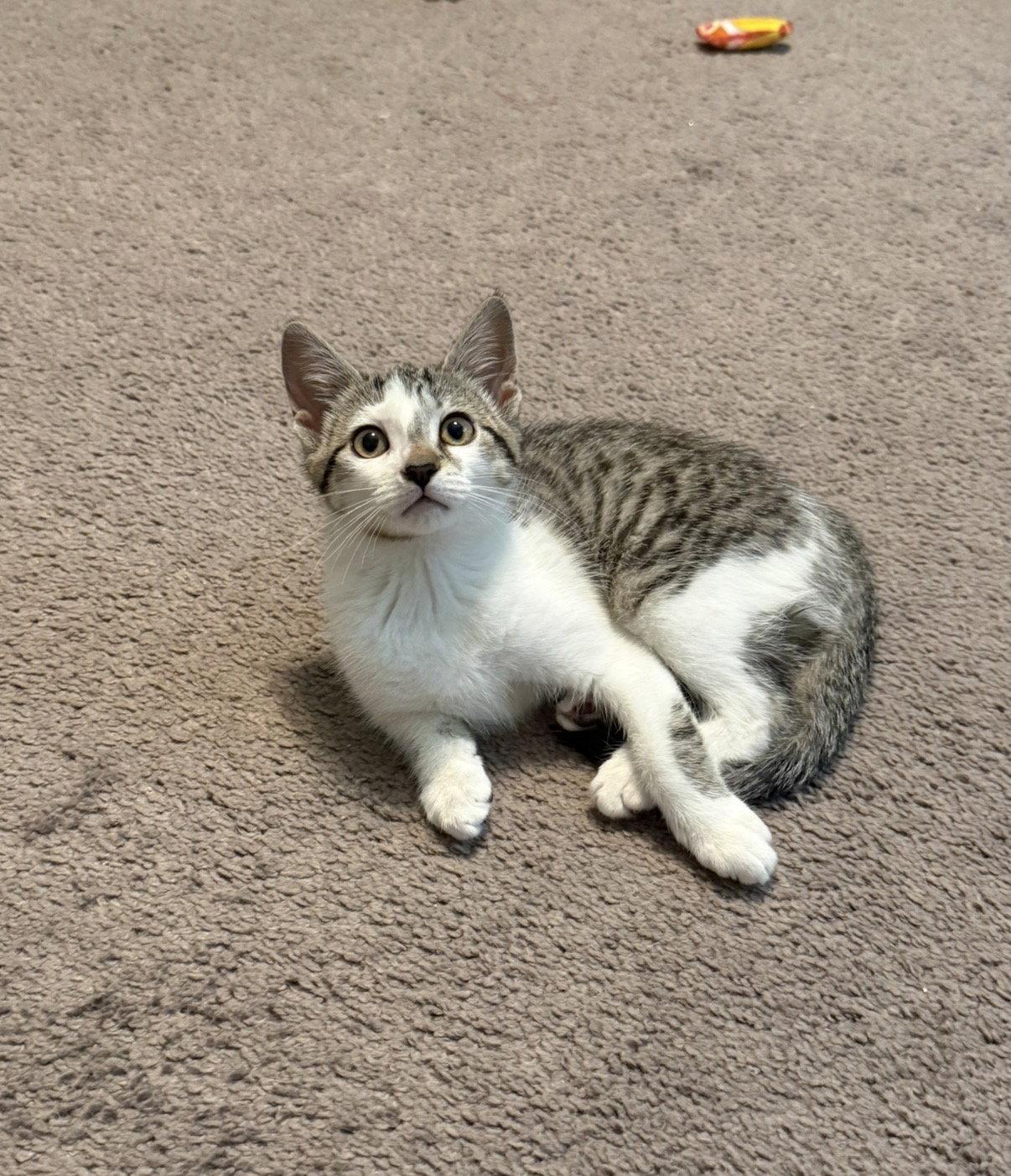 Enlarge Sunny, a Adopted Domestic Short Hair in Newtown Square, PA image 3/3