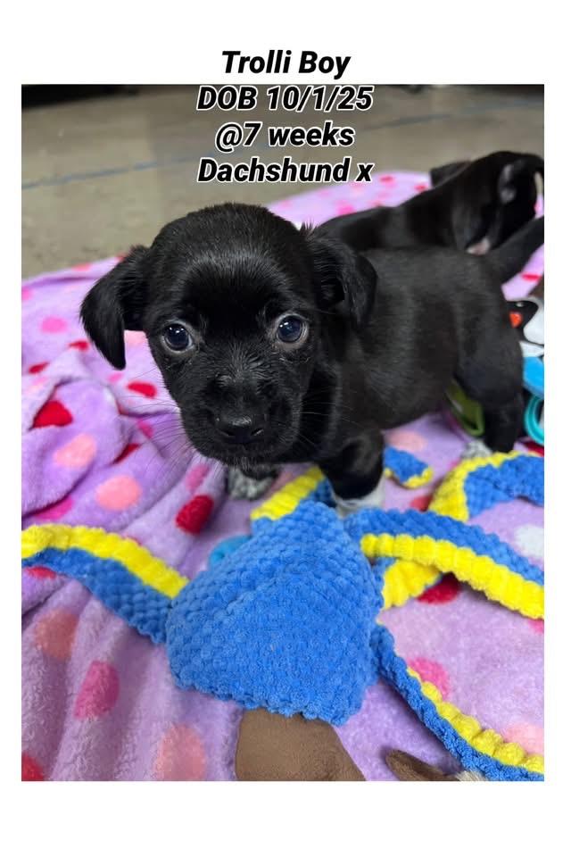 Trolli, adopted, Puppy Male Dachshund.