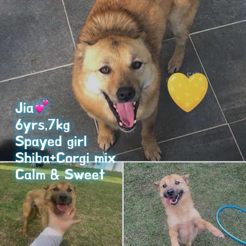 Jia, Adoptable, Adult Female Shiba Inu & Cardigan Welsh Corgi.